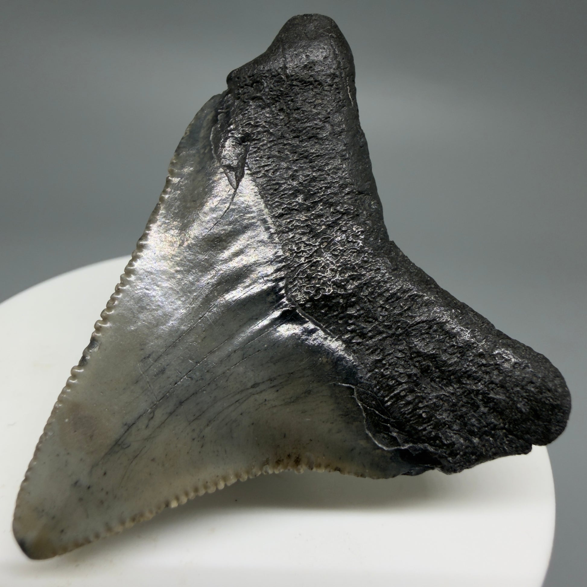 Back Right View Affordable 2.01" Colorful Fossil Megalodon Tooth – South Carolina River Find | Authentic CM6211