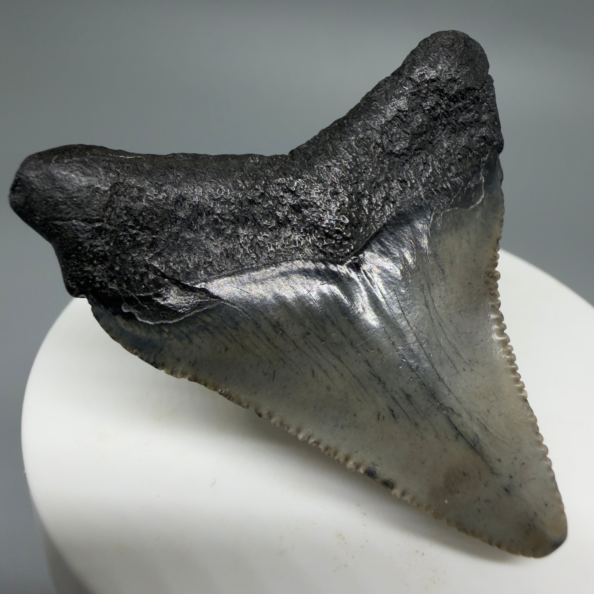 Back Left View Affordable 2.01" Colorful Fossil Megalodon Tooth – South Carolina River Find | Authentic CM6211