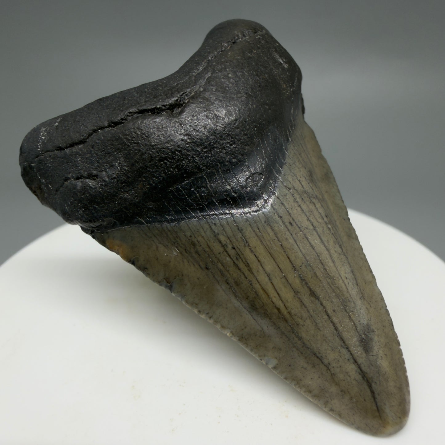 Front Left View Gorgeous, affordable 2.05" Colorful Fossil Megalodon Tooth – South Carolina River Find | Authentic CM6213
