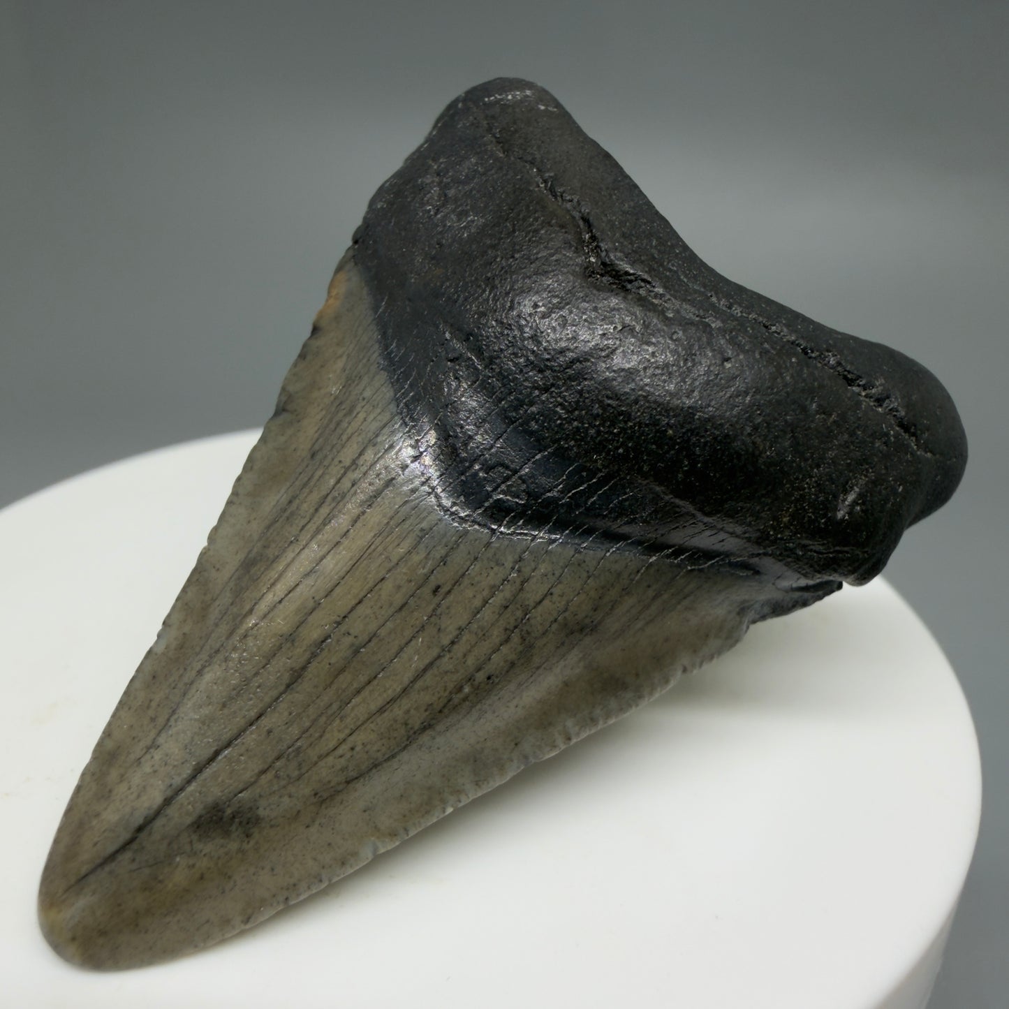 Front Right View Gorgeous, affordable 2.05" Colorful Fossil Megalodon Tooth – South Carolina River Find | Authentic CM6213
