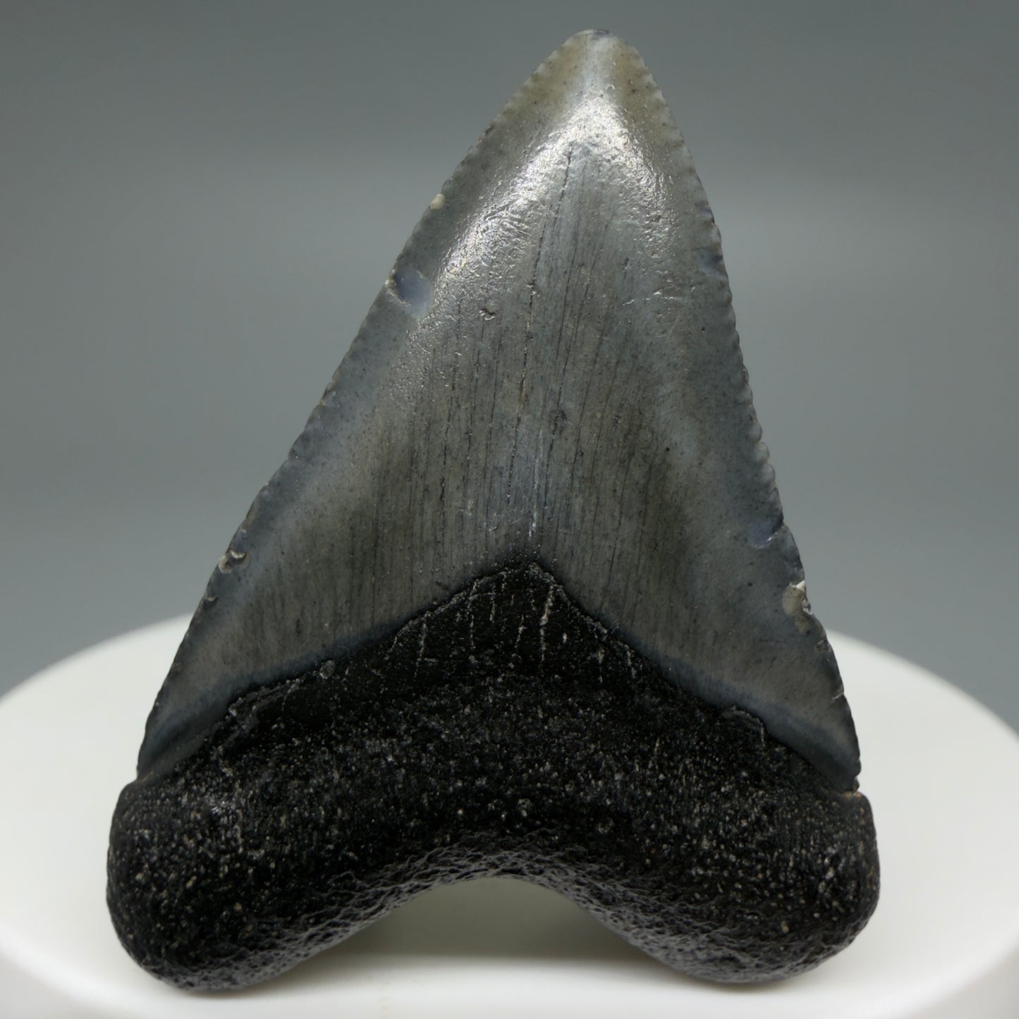 Front View Baby 1.62" Colorful Fossil Megalodon Tooth – South Carolina River Find | Authentic Megalodon Tooth CM6207 - 1