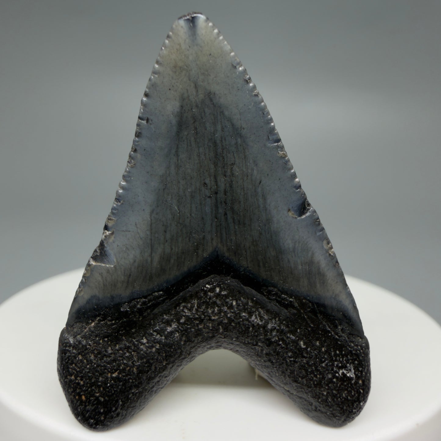 Back View Baby 1.62" Colorful Fossil Megalodon Tooth – South Carolina River Find | Authentic Megalodon Tooth CM6207