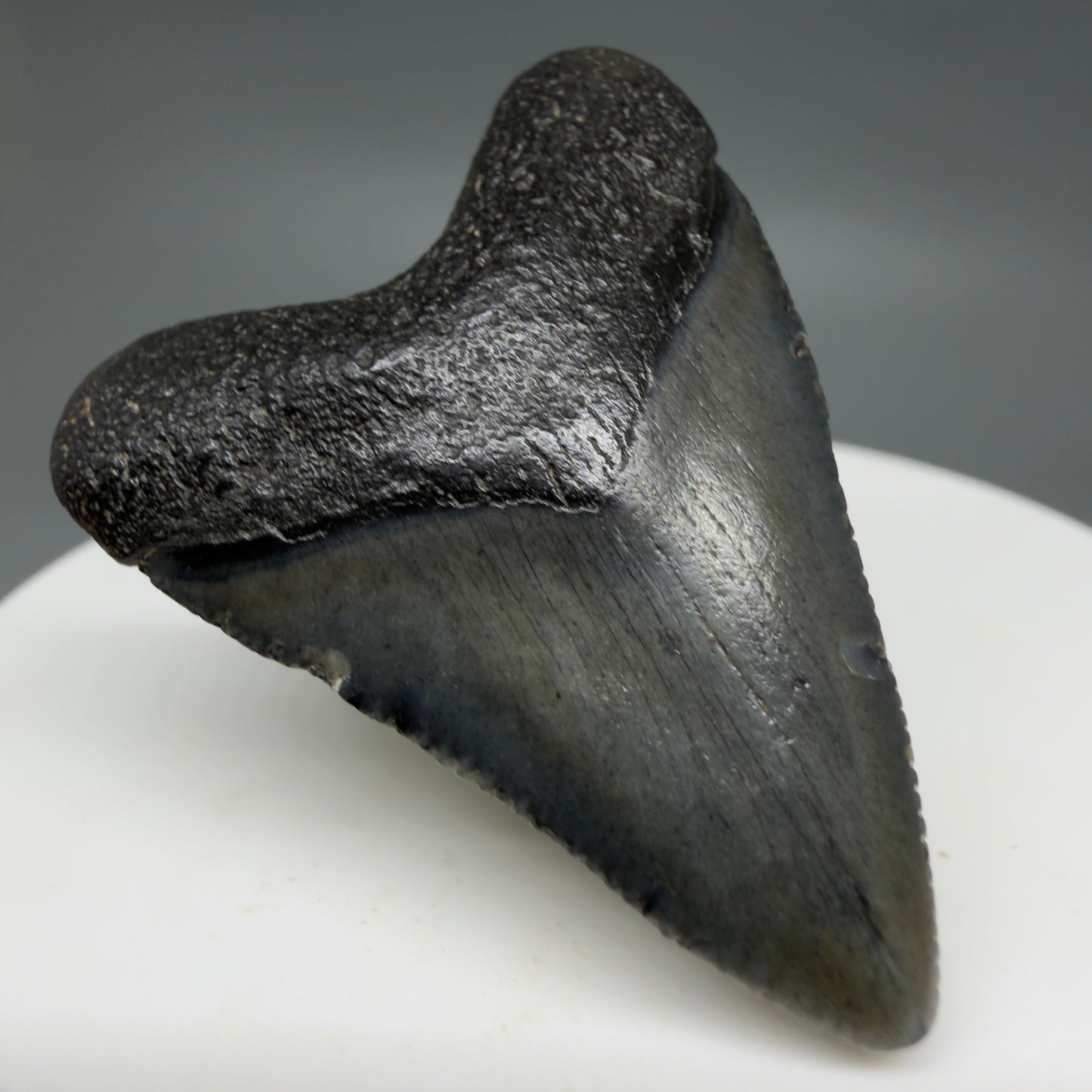 Front Left View Baby 1.62" Colorful Fossil Megalodon Tooth – South Carolina River Find | Authentic Megalodon Tooth CM6207
