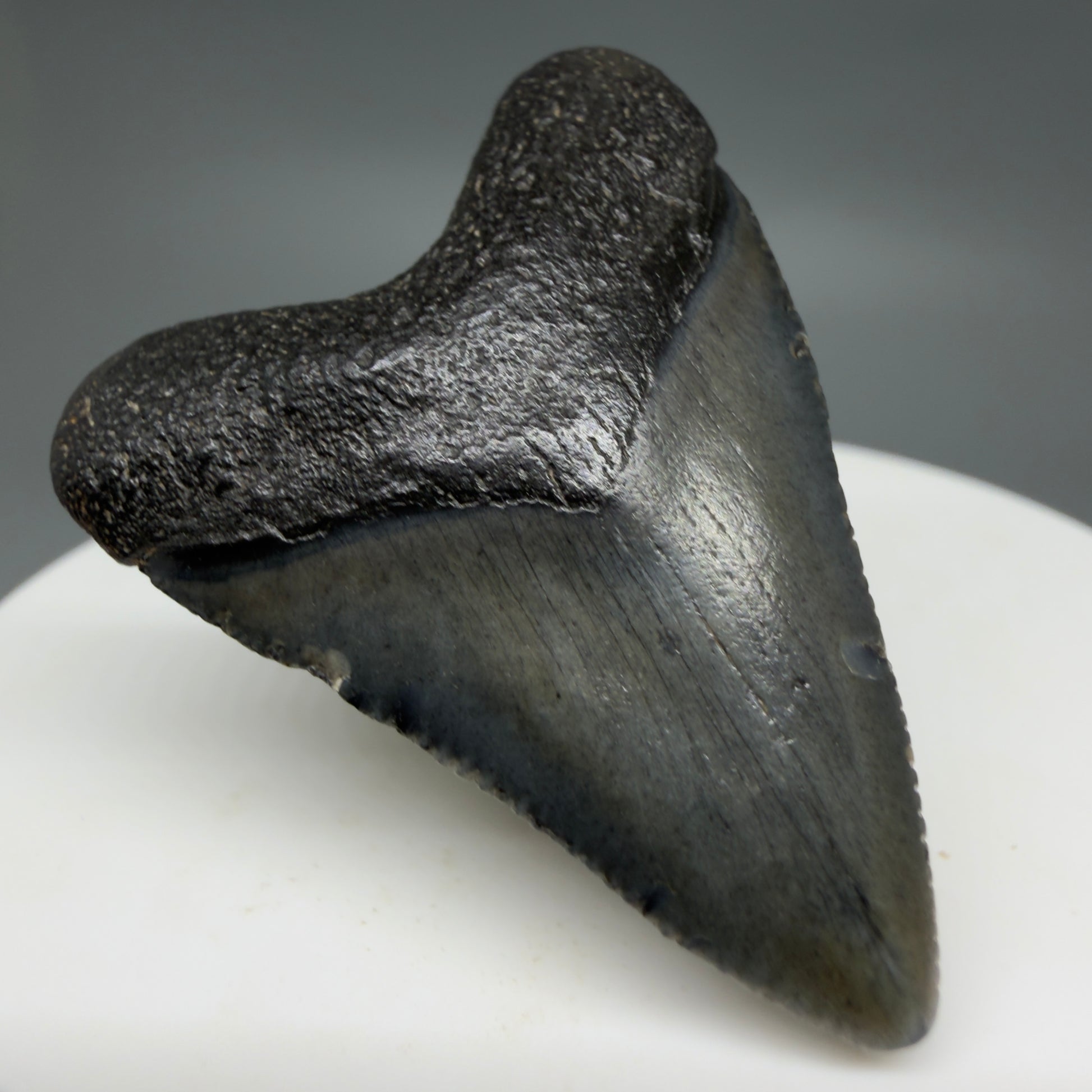 Front Left View Baby 1.62" Colorful Fossil Megalodon Tooth – South Carolina River Find | Authentic Megalodon Tooth CM6207