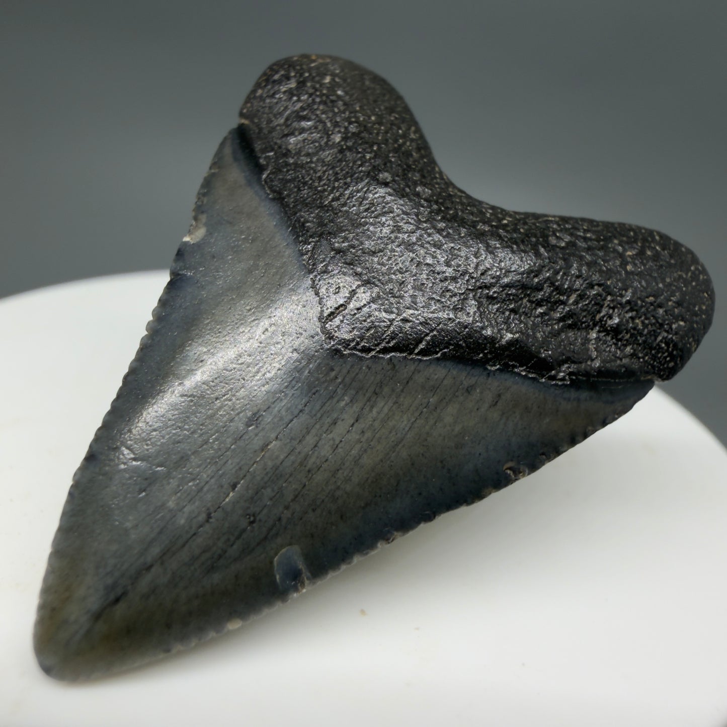 Front Right View Baby 1.62" Colorful Fossil Megalodon Tooth – South Carolina River Find | Authentic Megalodon Tooth CM6207