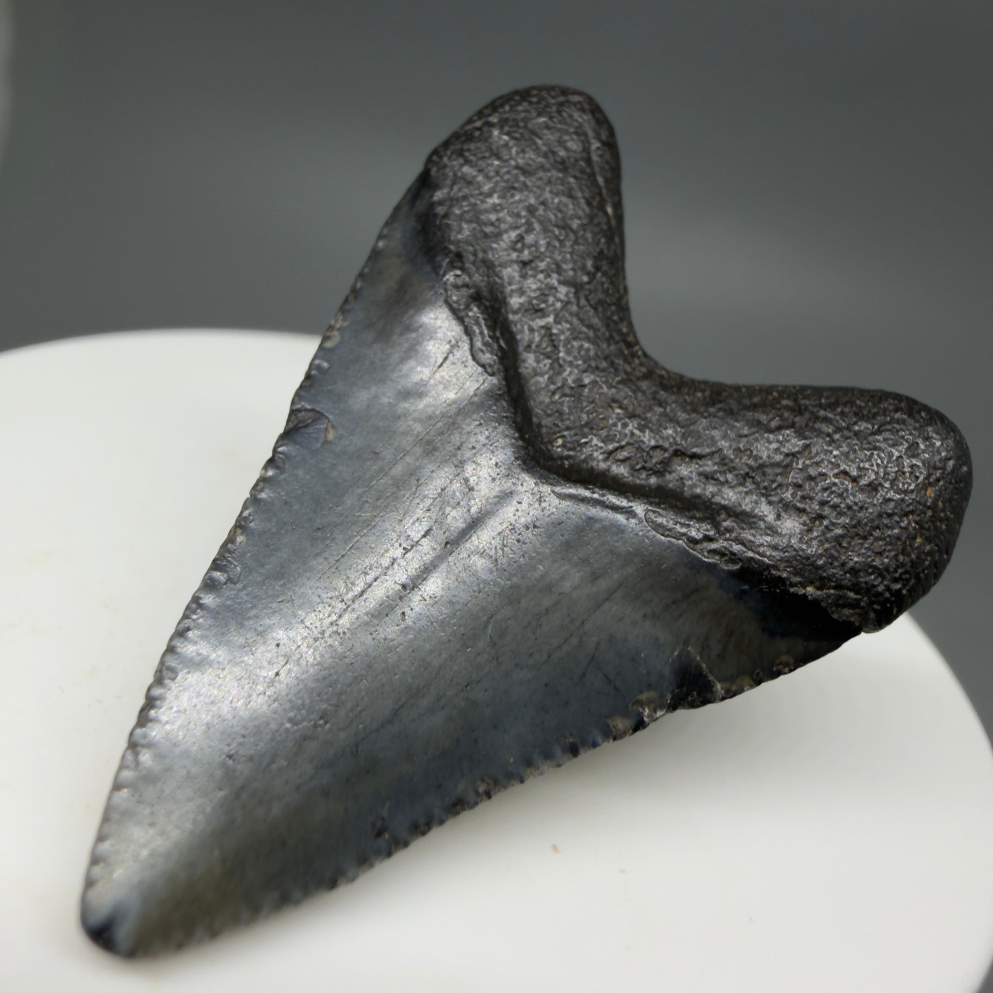 Back Right View Baby 1.62" Colorful Fossil Megalodon Tooth – South Carolina River Find | Authentic Megalodon Tooth CM6207