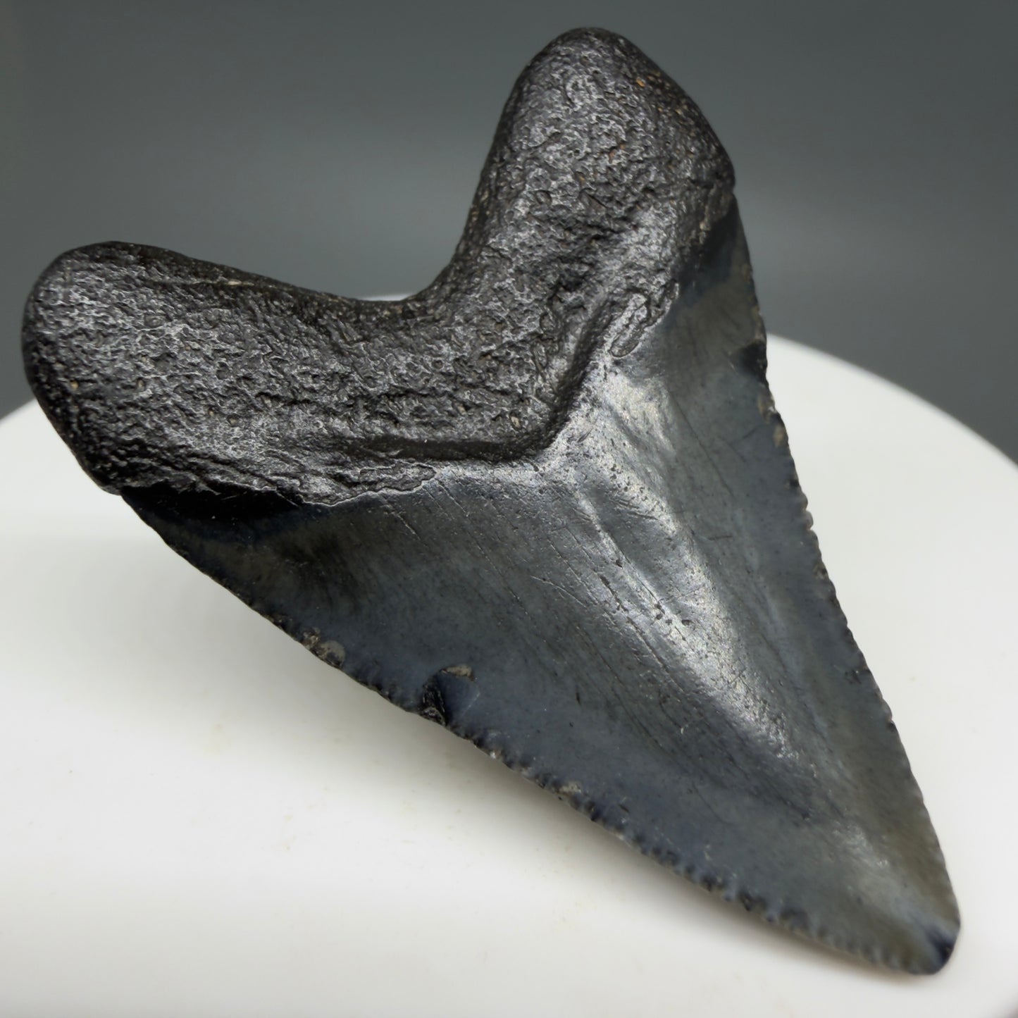 Back Left View Baby 1.62" Colorful Fossil Megalodon Tooth – South Carolina River Find | Authentic Megalodon Tooth CM6207