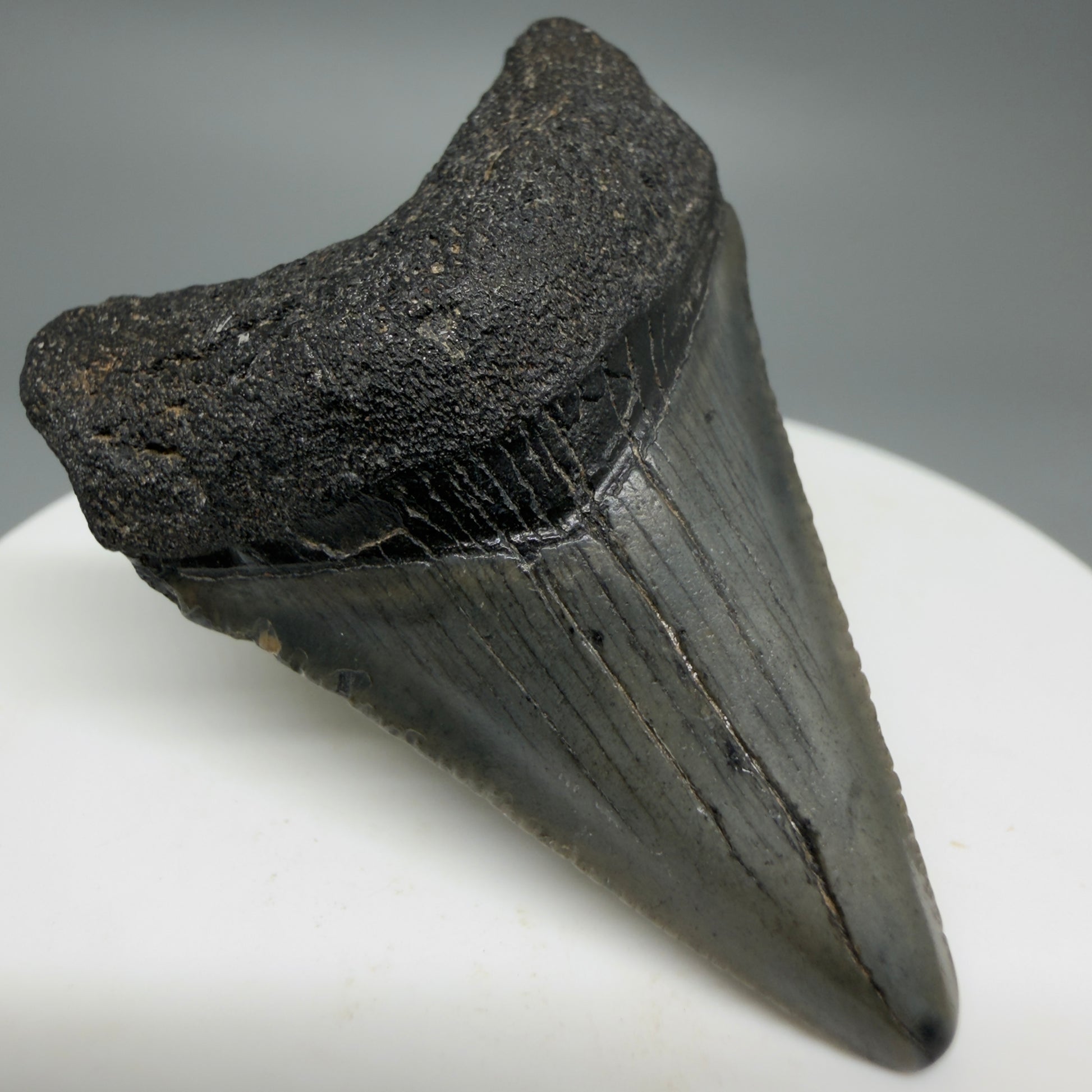 Front Left View Affordable 1.95" Colorful Fossil Megalodon Tooth – South Carolina River Find | Authentic CM6210