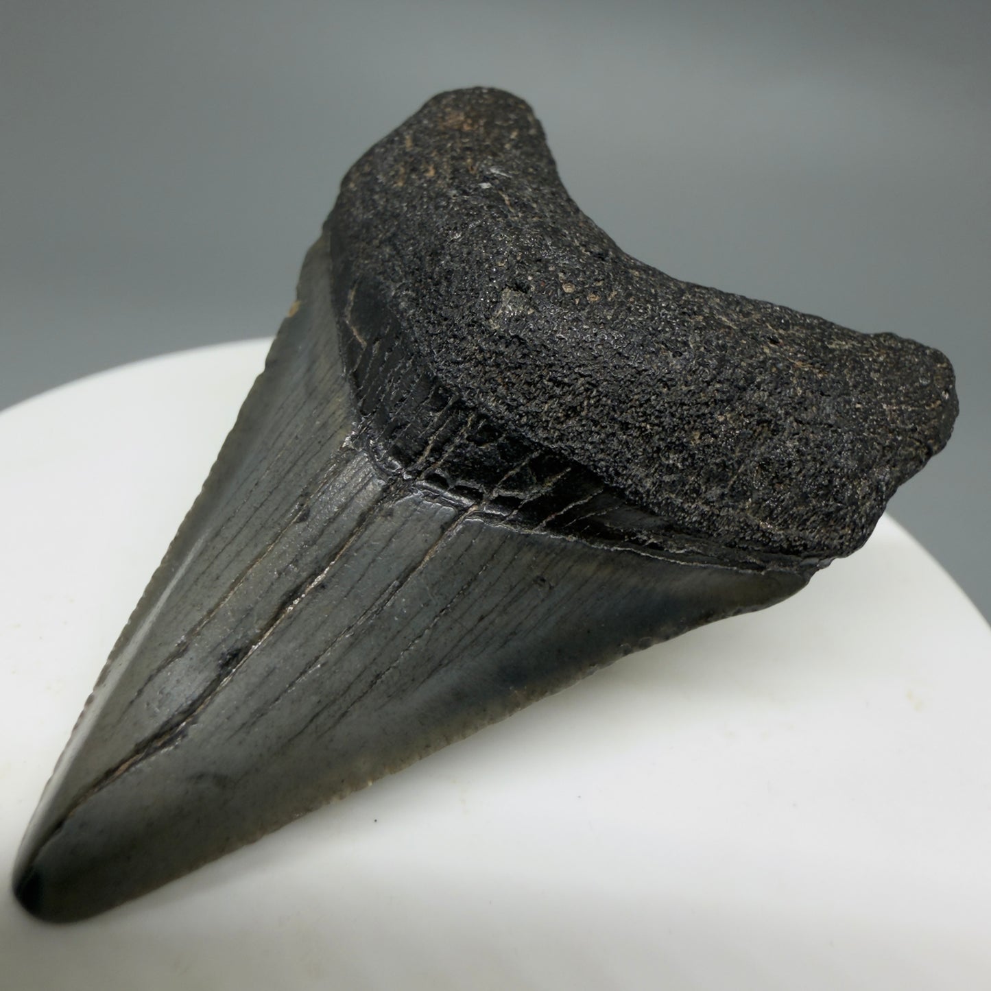 Front Right View Affordable 1.95" Colorful Fossil Megalodon Tooth – South Carolina River Find | Authentic CM6210