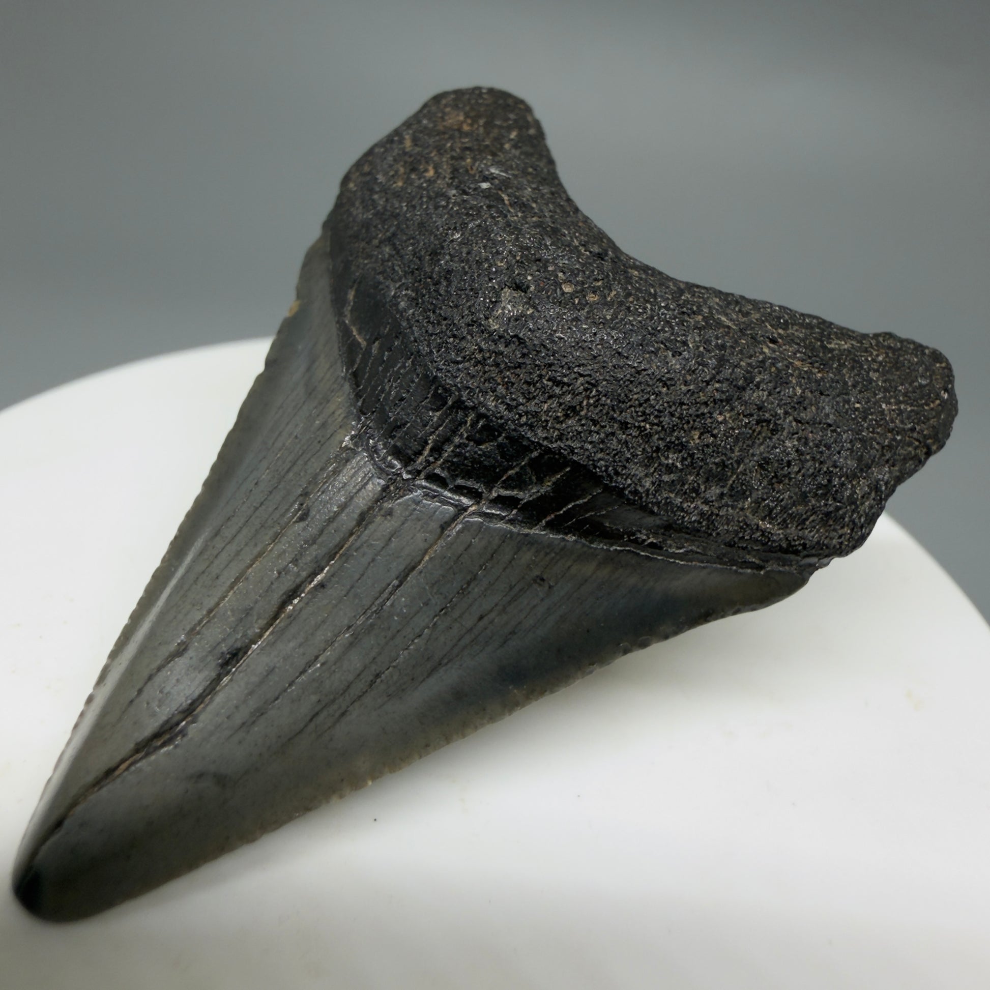 Front Right View Affordable 1.95" Colorful Fossil Megalodon Tooth – South Carolina River Find | Authentic CM6210