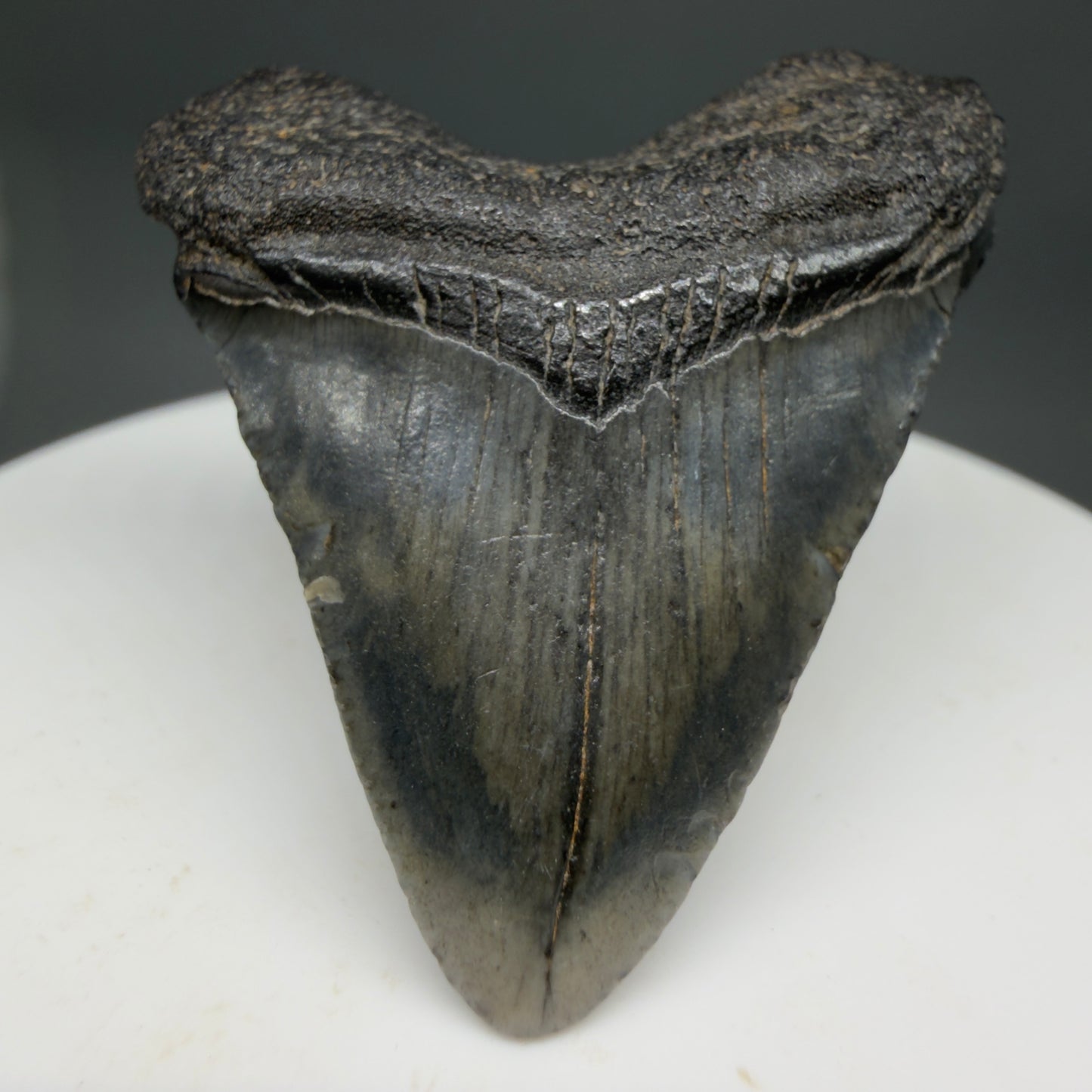 Front View Baby 1.61" Colorful Fossil Megalodon Tooth – South Carolina River Find | Authentic Megalodon Tooth CM6208 - 1