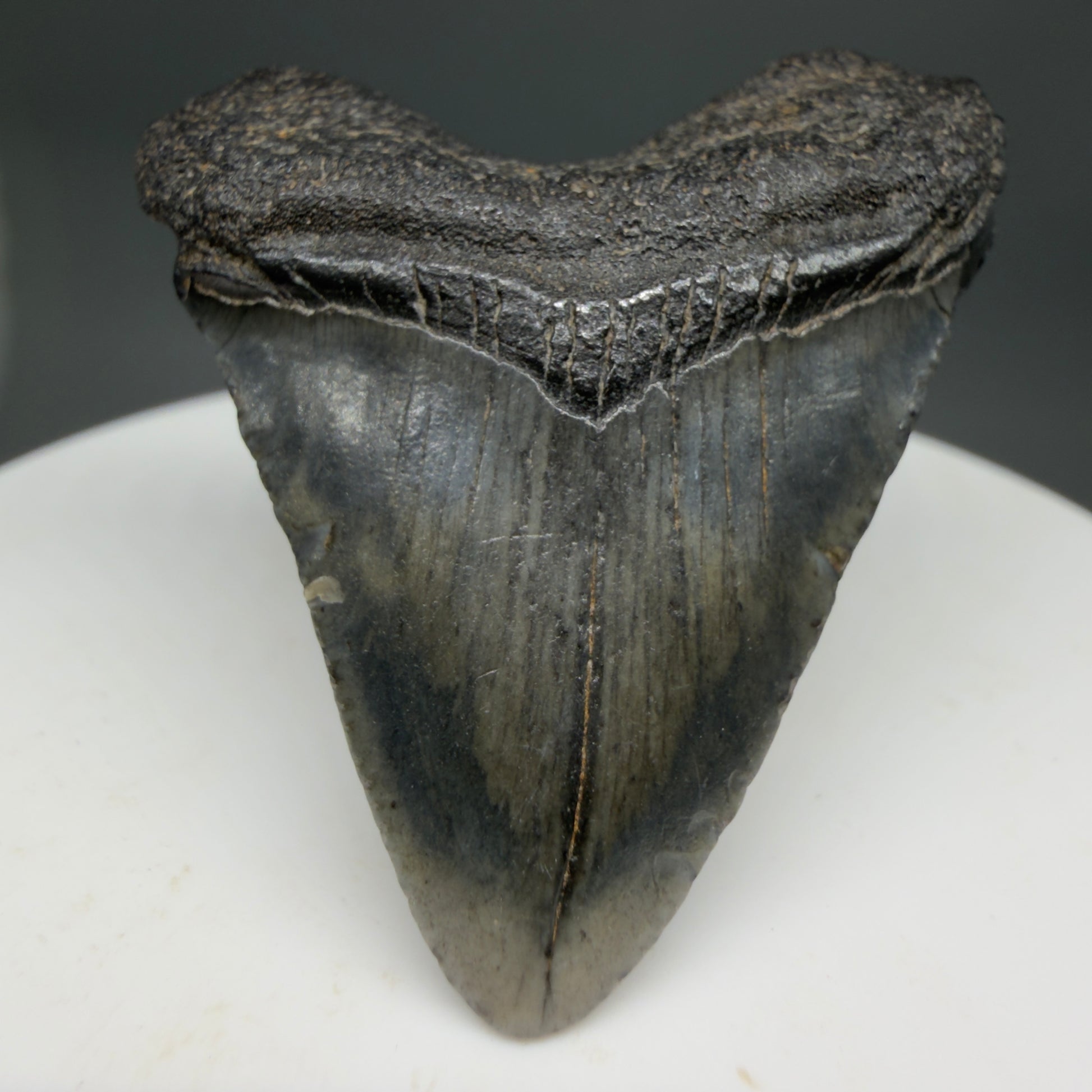 Front View Baby 1.61" Colorful Fossil Megalodon Tooth – South Carolina River Find | Authentic Megalodon Tooth CM6208 - 1