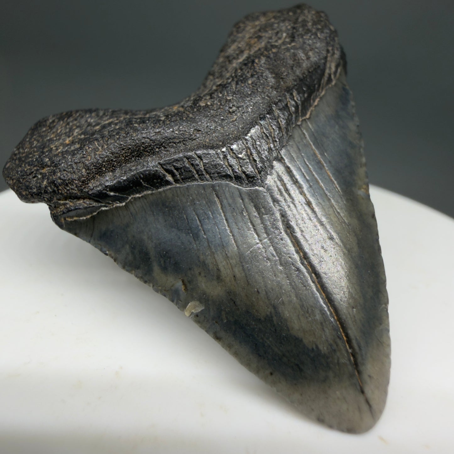 Front Left View Baby 1.61" Colorful Fossil Megalodon Tooth – South Carolina River Find | Authentic Megalodon Tooth CM6208