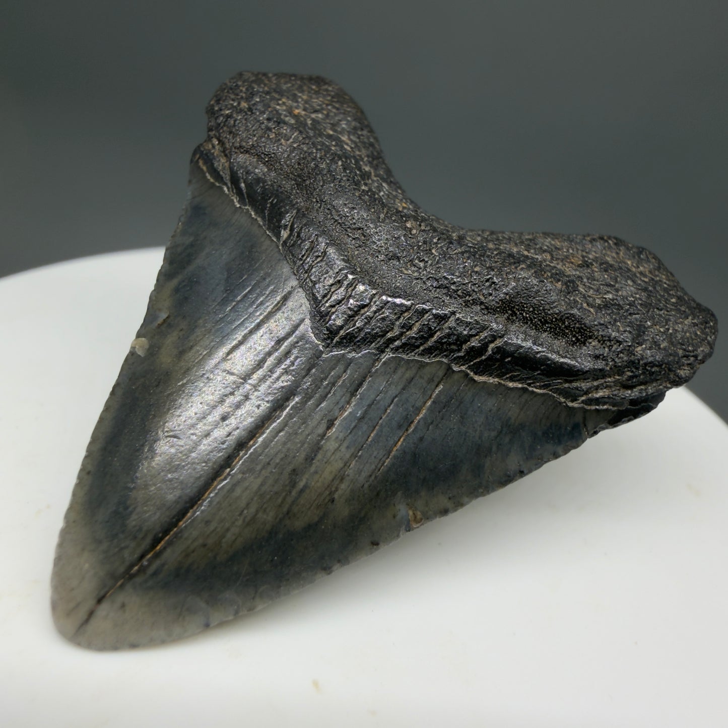 Front Right View Baby 1.61" Colorful Fossil Megalodon Tooth – South Carolina River Find | Authentic Megalodon Tooth CM6208