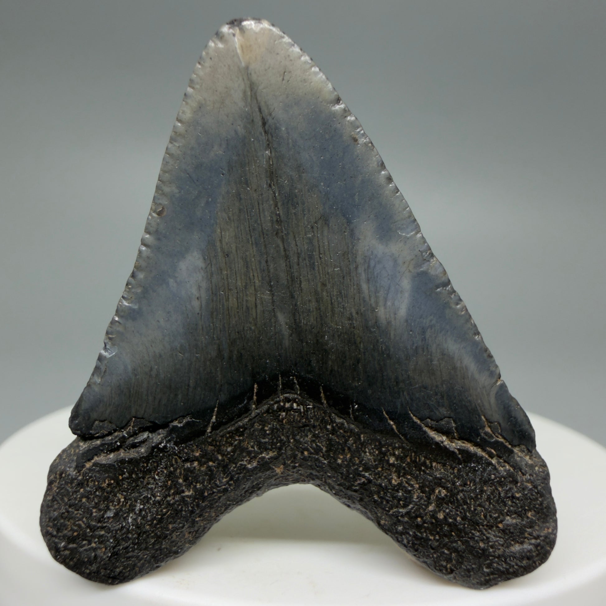 Back View Baby 1.61" Colorful Fossil Megalodon Tooth – South Carolina River Find | Authentic Megalodon Tooth CM6208