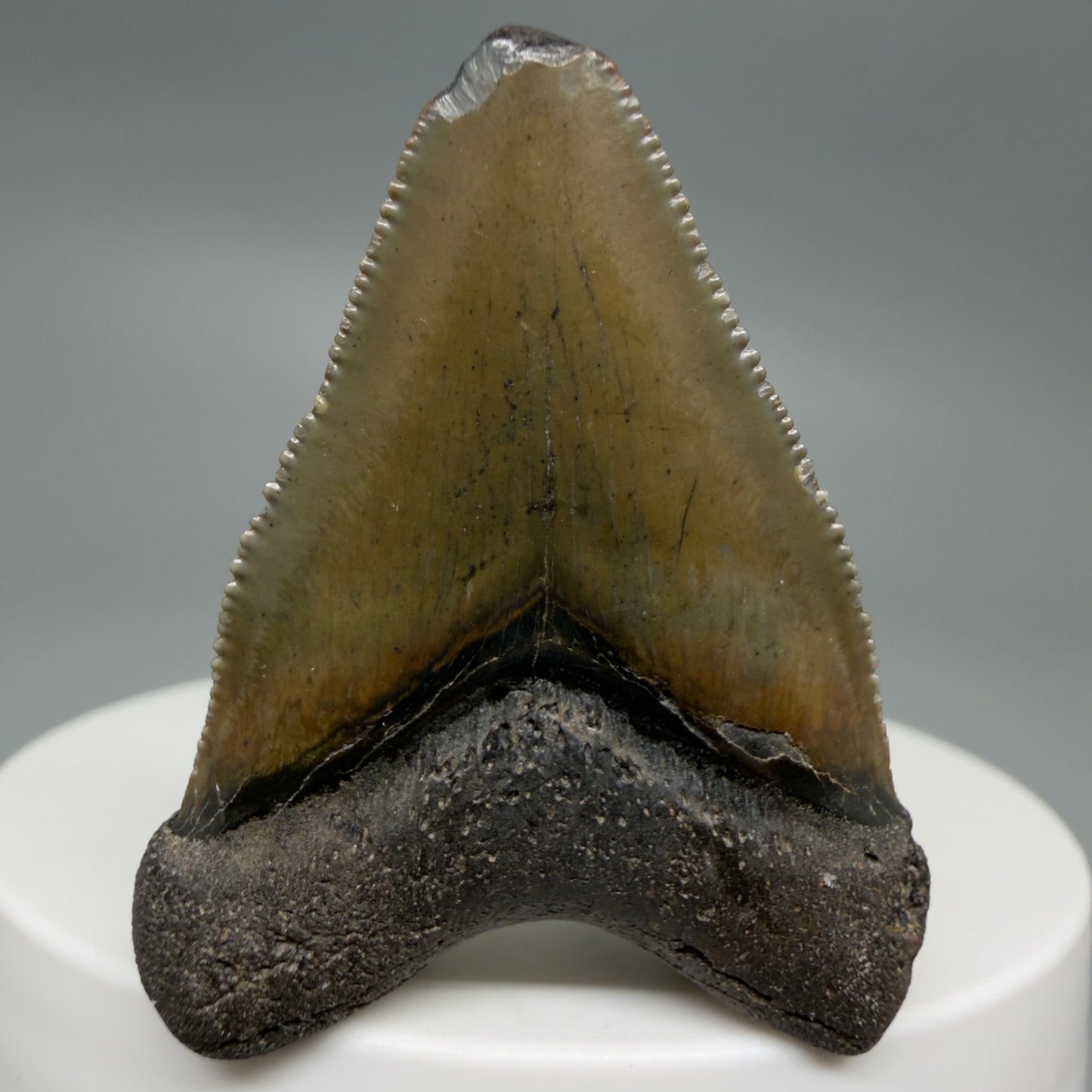 Back View Baby anterior, serrated 1.65" Fossil Megalodon Tooth from South Carolina CM6209