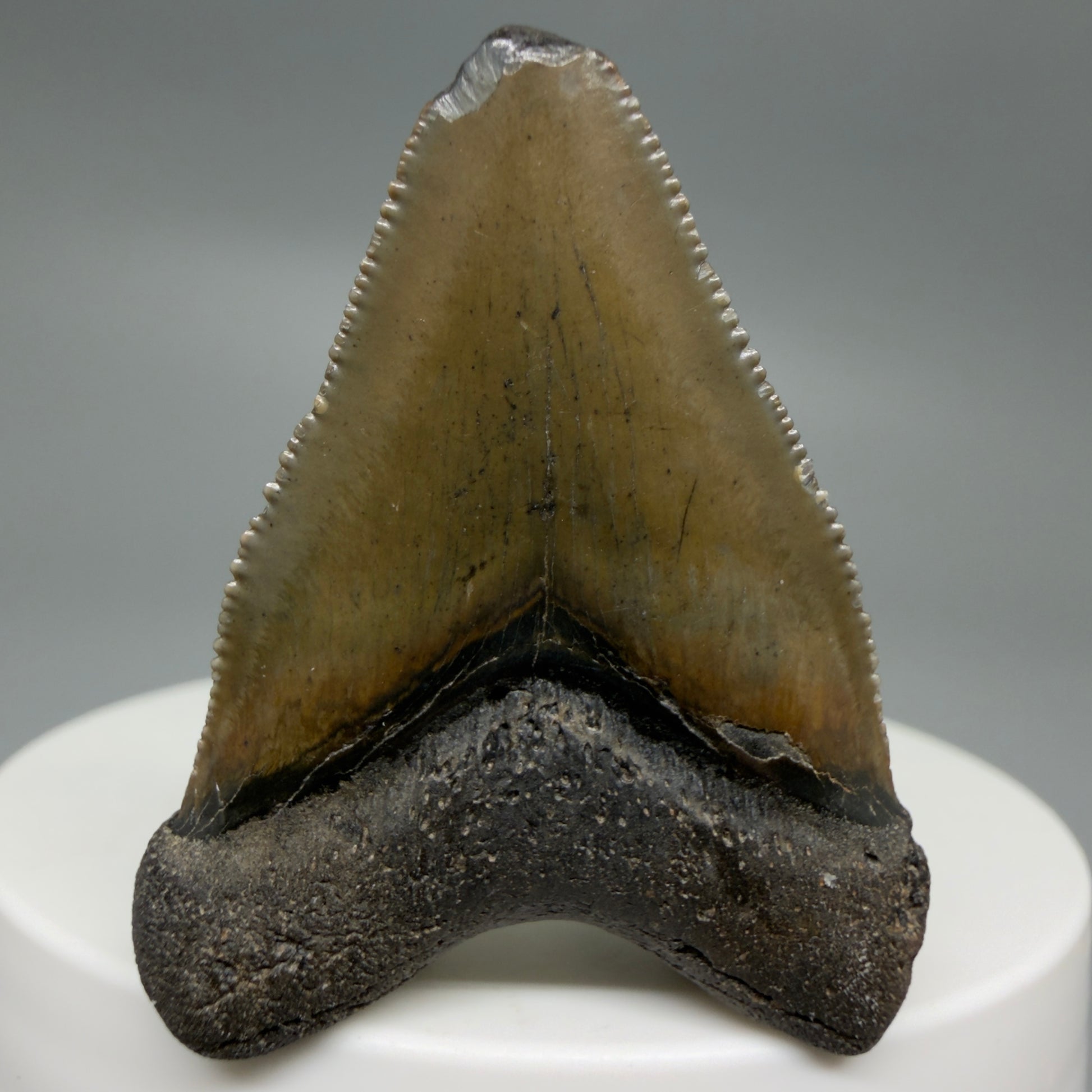 Back View Baby anterior, serrated 1.65" Fossil Megalodon Tooth from South Carolina CM6209