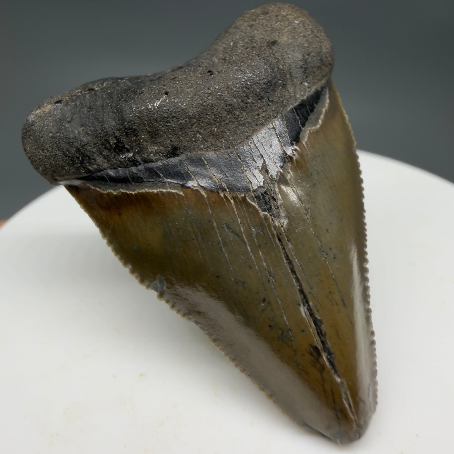 Front Left View Baby anterior, serrated 1.65" Fossil Megalodon Tooth from South Carolina CM6209