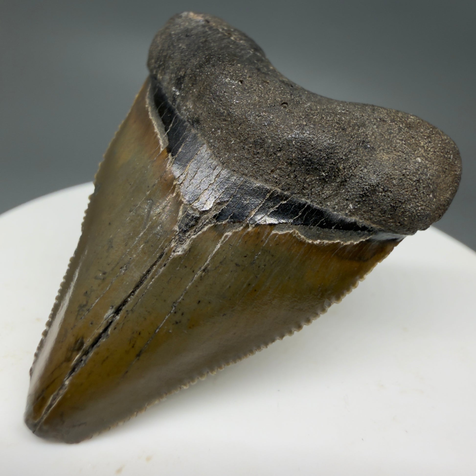 Front Right View Baby anterior, serrated 1.65" Fossil Megalodon Tooth from South Carolina CM6209