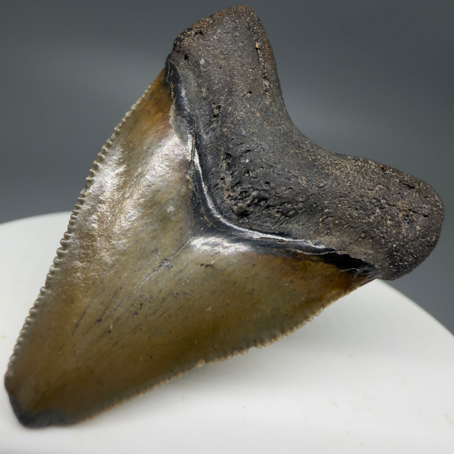 Back Right View Baby anterior, serrated 1.65" Fossil Megalodon Tooth from South Carolina CM6209
