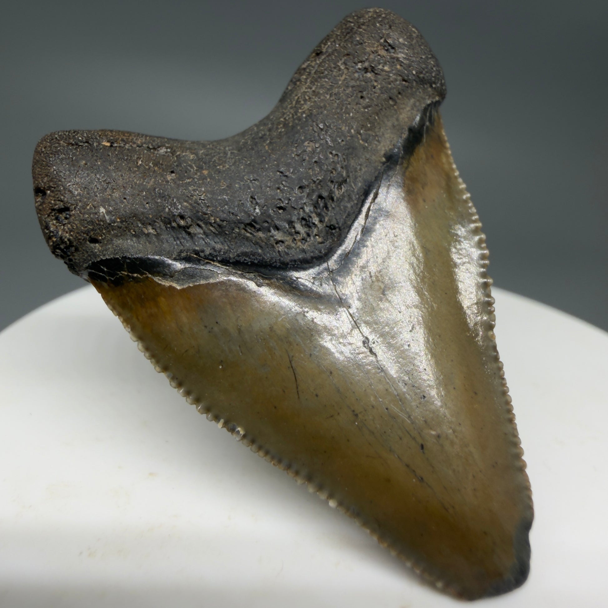 Back Left View Baby anterior, serrated 1.65" Fossil Megalodon Tooth from South Carolina CM6209