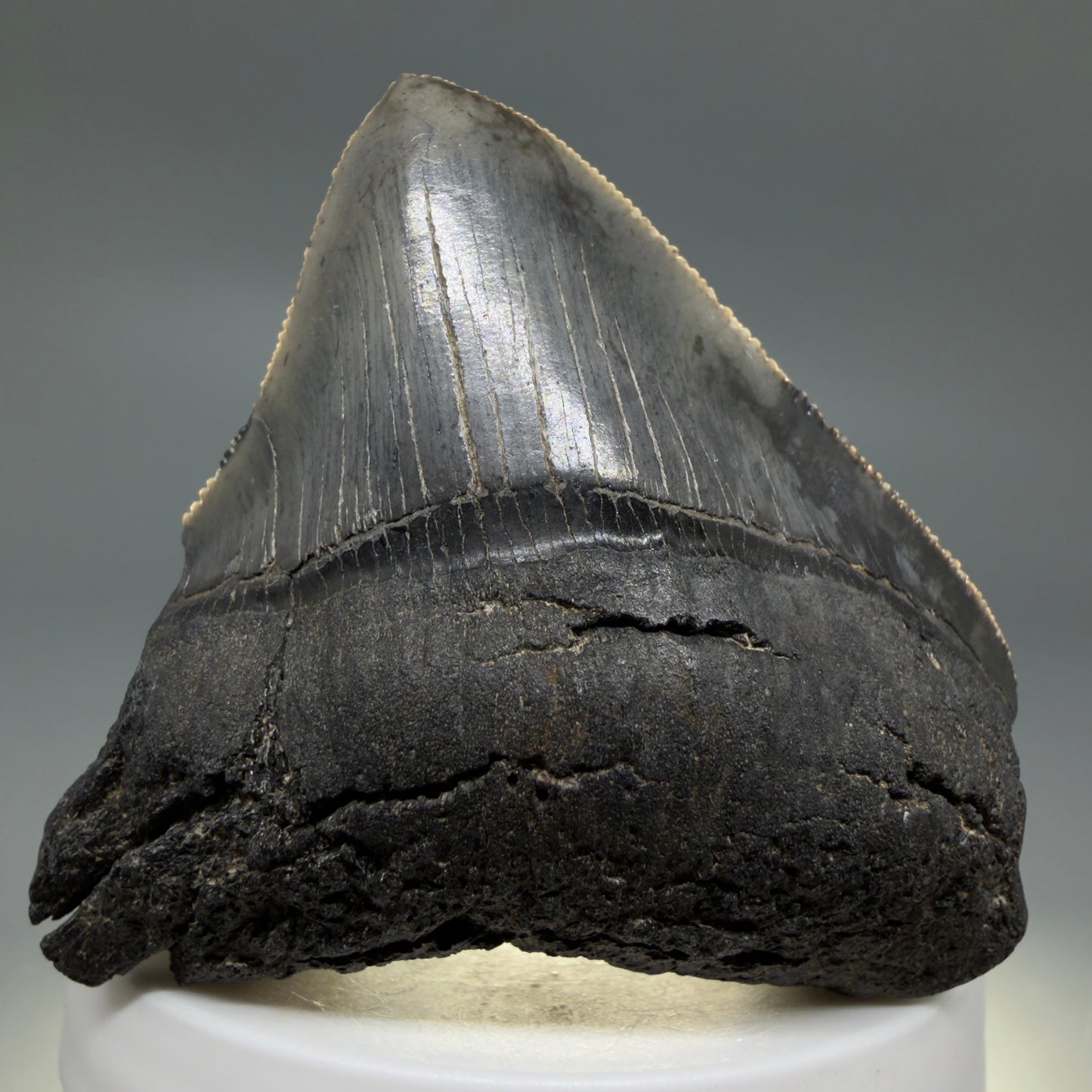 Front View 2.54" Lateral Fossil Megalodon Tooth – South Carolina River Find | Authentic CM220 - 2