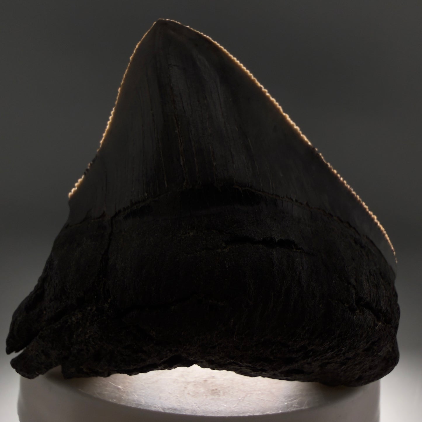 Front View 2.54" Lateral Fossil Megalodon Tooth – South Carolina River Find | Authentic CM220 - 1