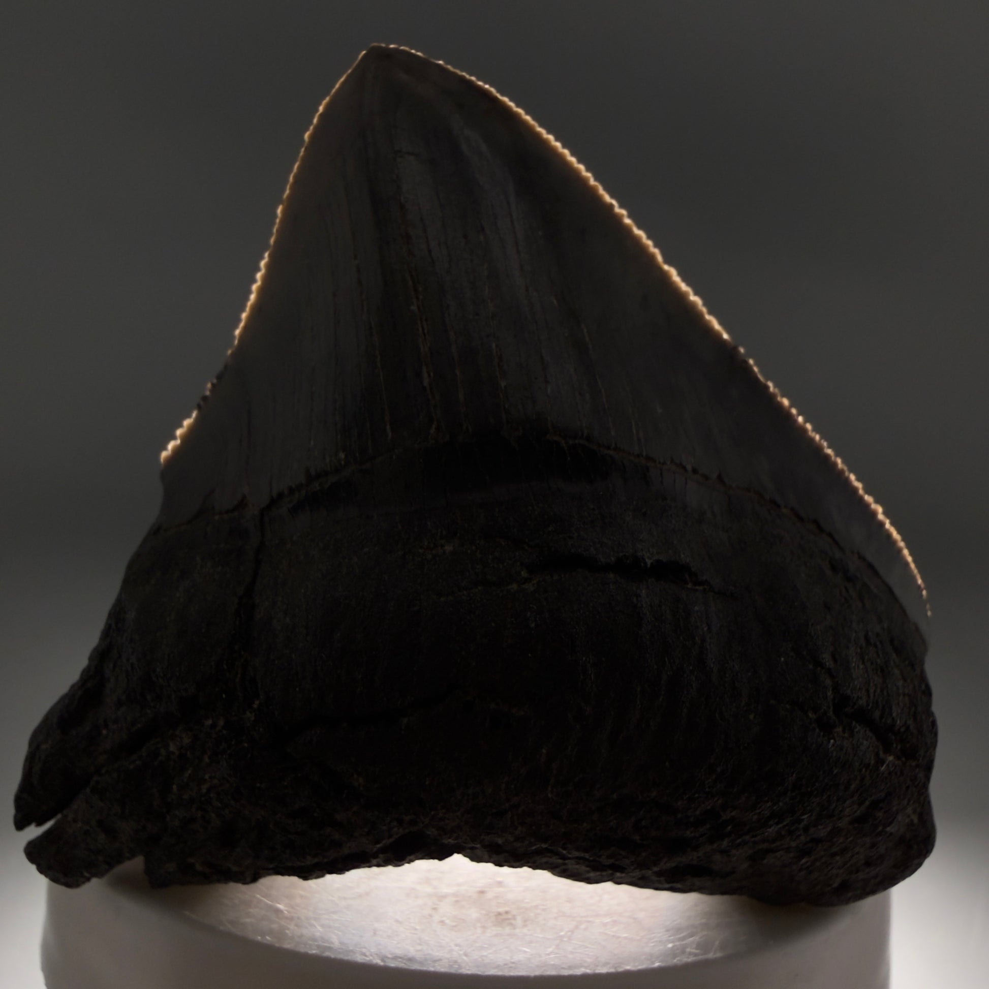 Front View 2.54" Lateral Fossil Megalodon Tooth – South Carolina River Find | Authentic CM220 - 1