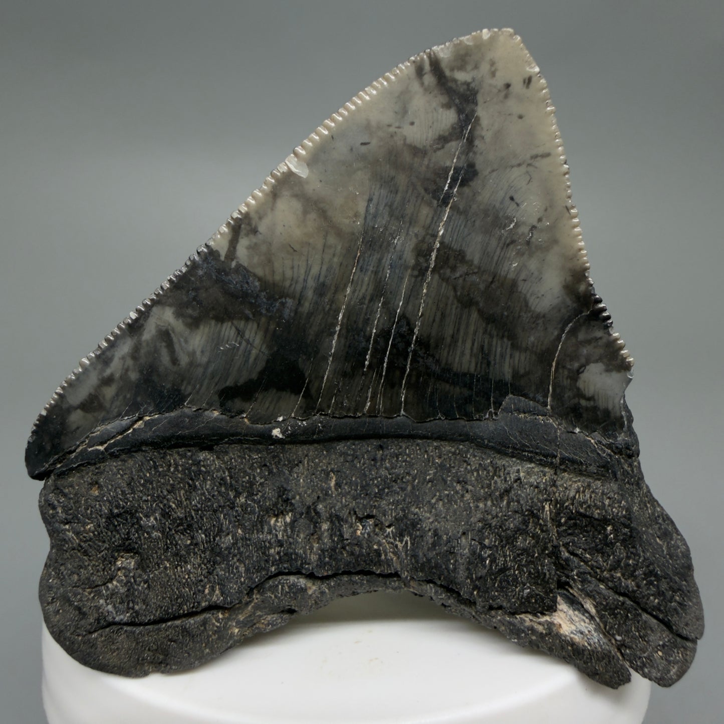Back View 2.54" Lateral Fossil Megalodon Tooth – South Carolina River Find | Authentic CM220