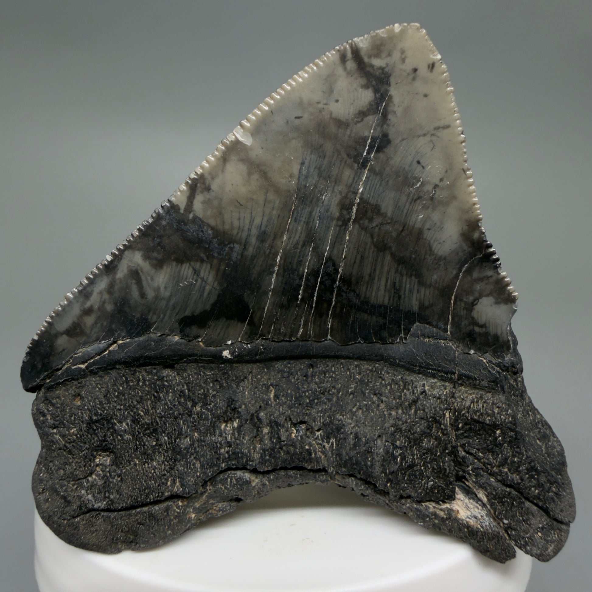 Back View 2.54" Lateral Fossil Megalodon Tooth – South Carolina River Find | Authentic CM220