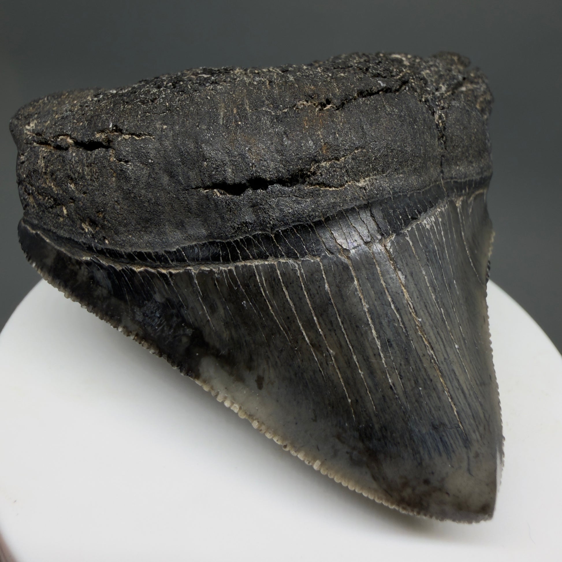 Front Left View 2.54" Lateral Fossil Megalodon Tooth – South Carolina River Find | Authentic CM220