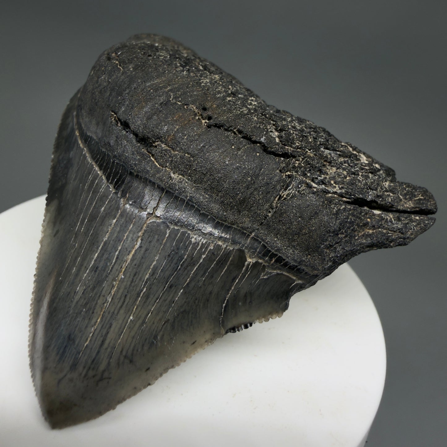 Front Right View 2.54" Lateral Fossil Megalodon Tooth – South Carolina River Find | Authentic CM220