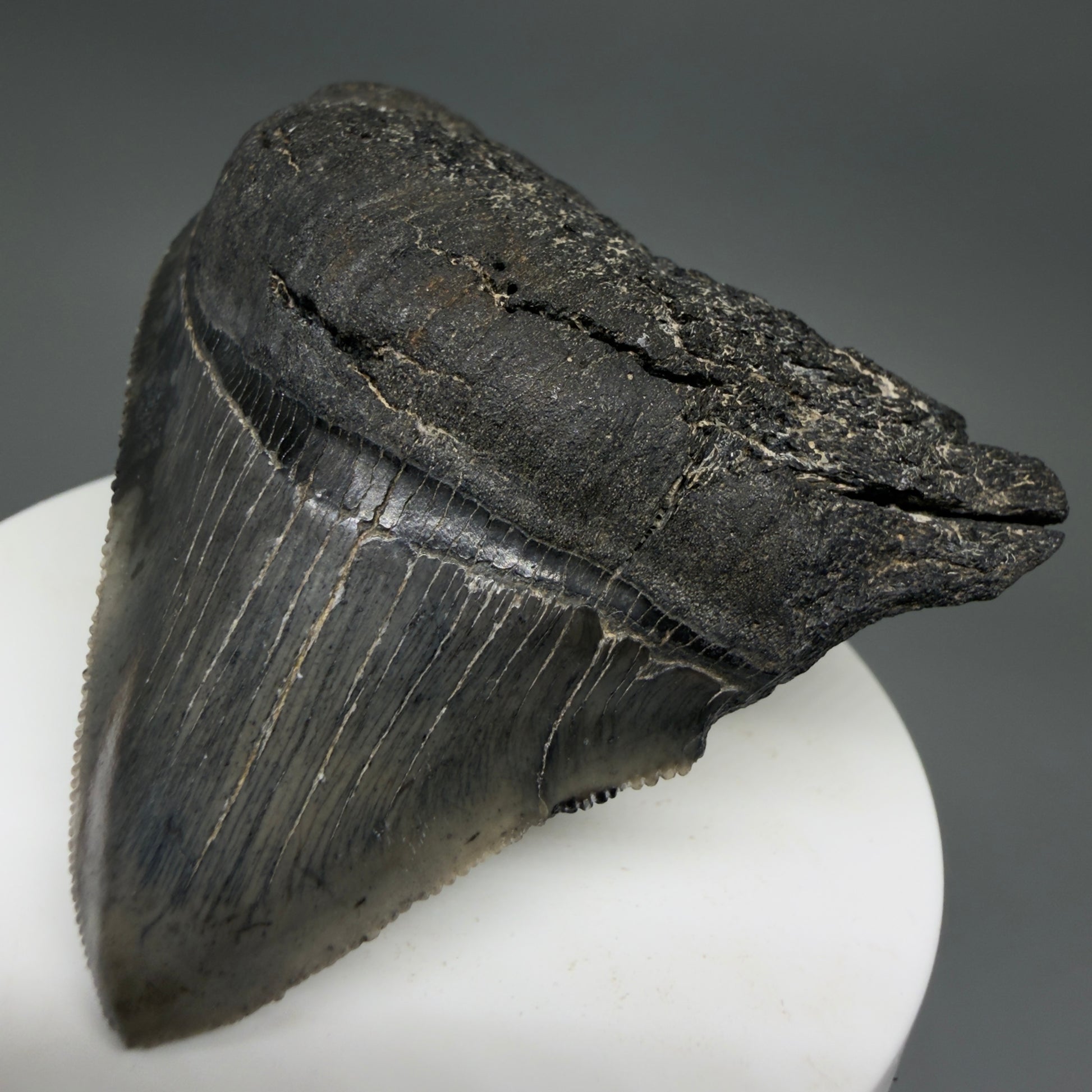 Front Right View 2.54" Lateral Fossil Megalodon Tooth – South Carolina River Find | Authentic CM220