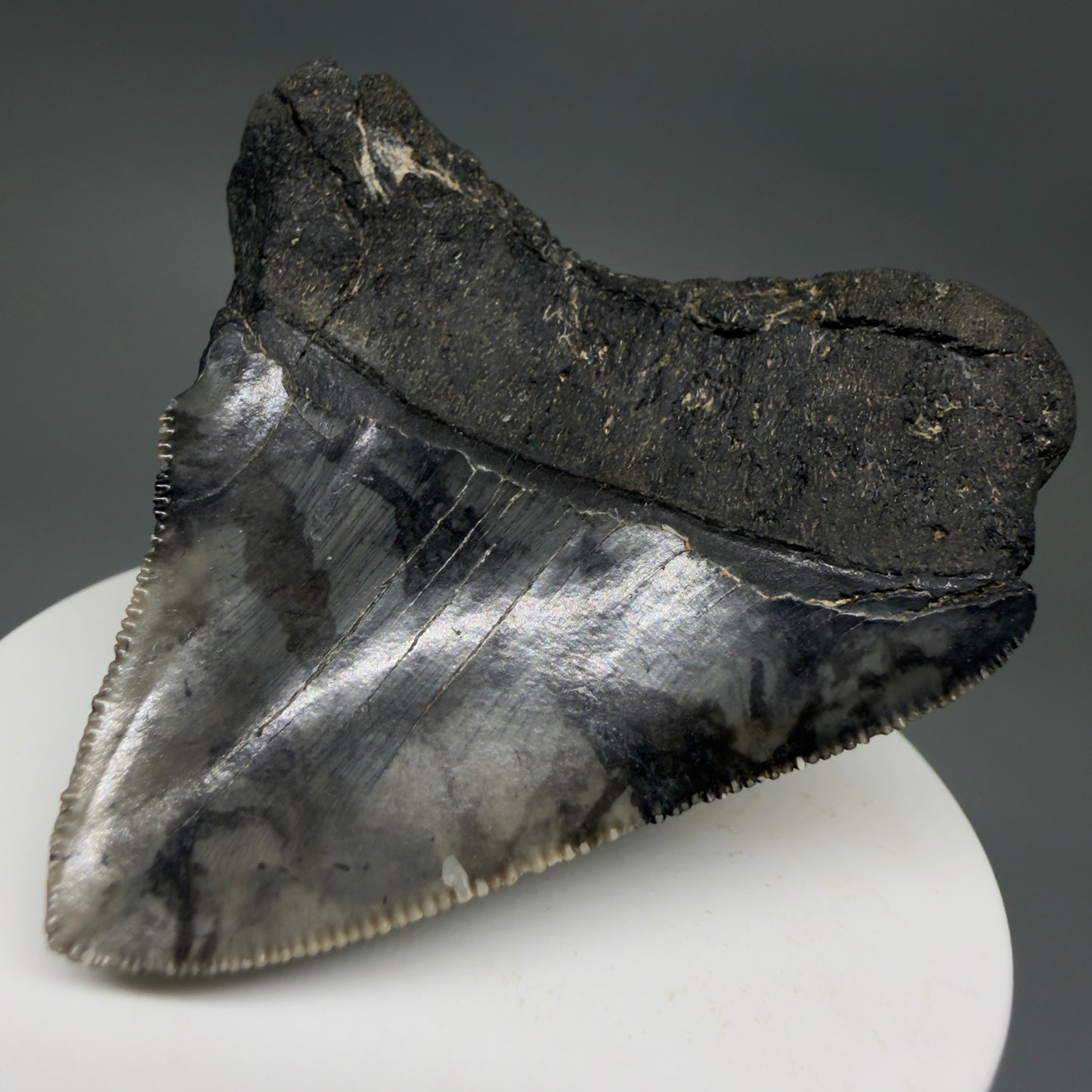 Back Right View 2.54" Lateral Fossil Megalodon Tooth – South Carolina River Find | Authentic CM220