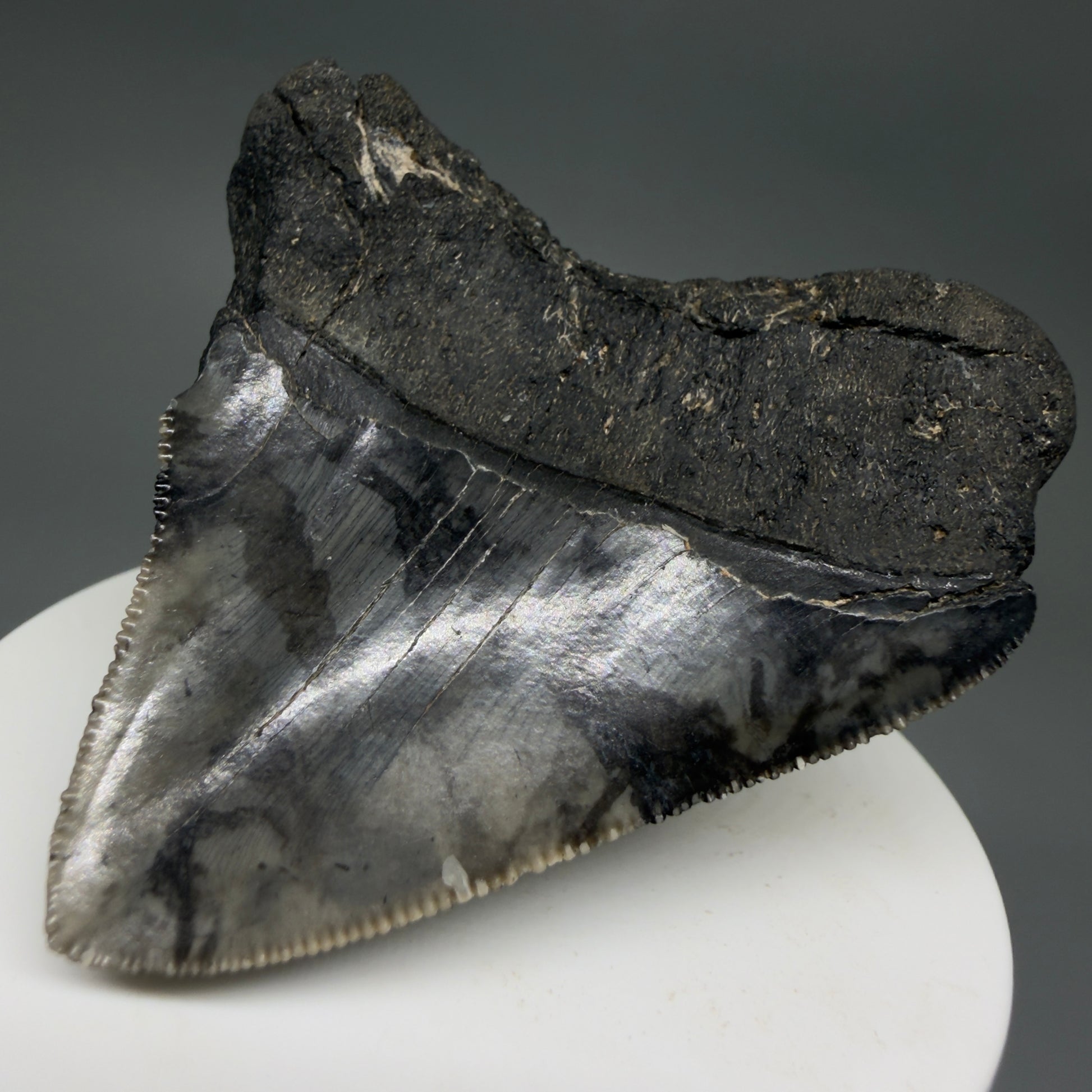 Back Right View 2.54" Lateral Fossil Megalodon Tooth – South Carolina River Find | Authentic CM220