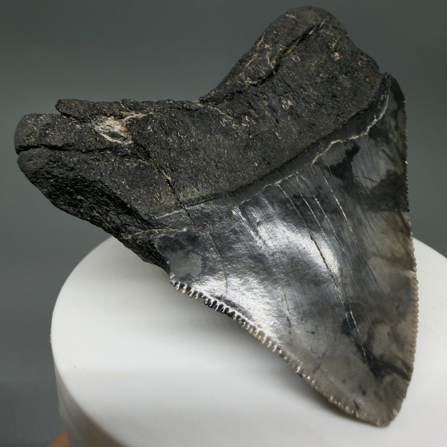 Back Left View 2.54" Lateral Fossil Megalodon Tooth – South Carolina River Find | Authentic CM220
