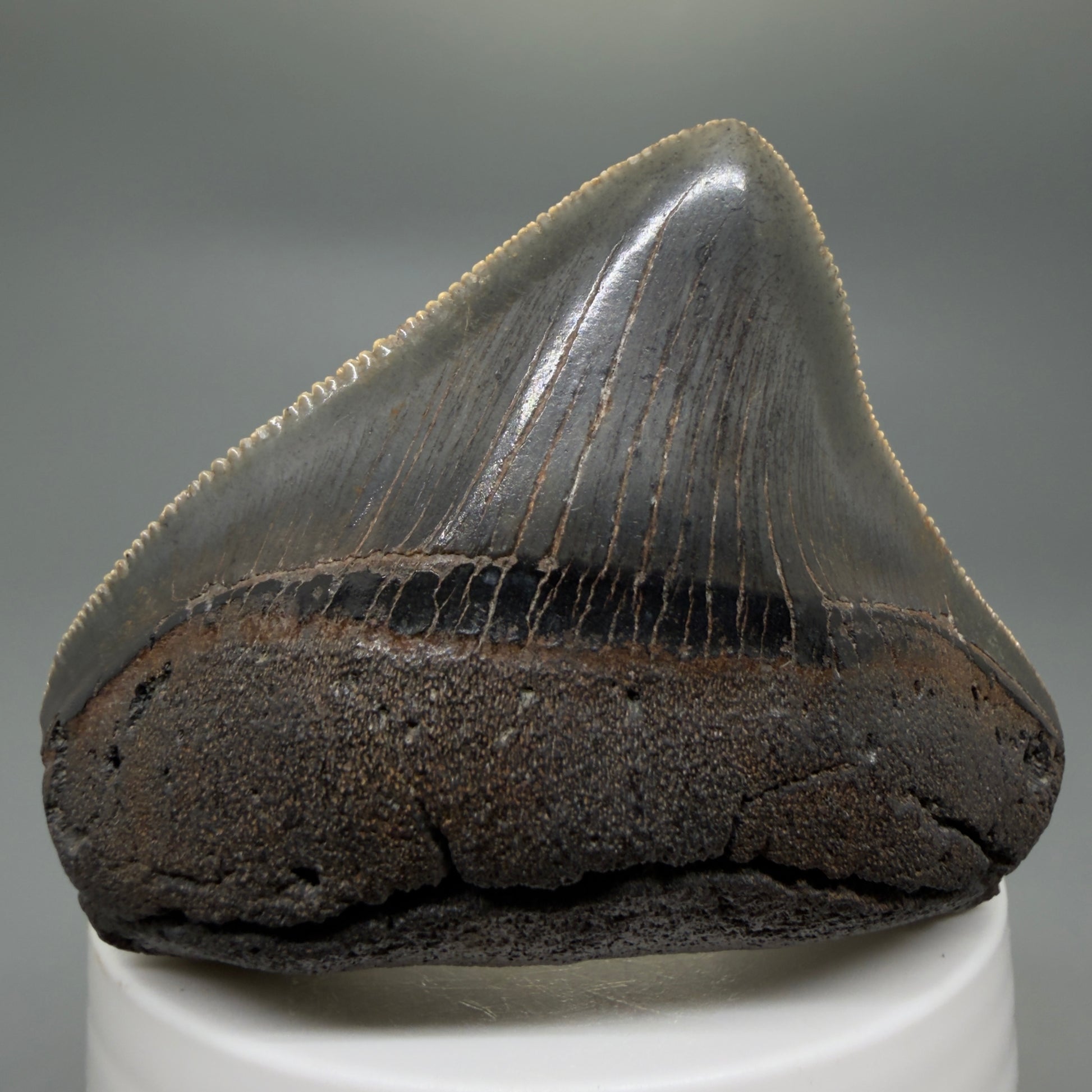 Front View HUGE posterior 2.55" Fossil Megalodon Tooth – South Carolina River Find | Authentic CM6223 - 4