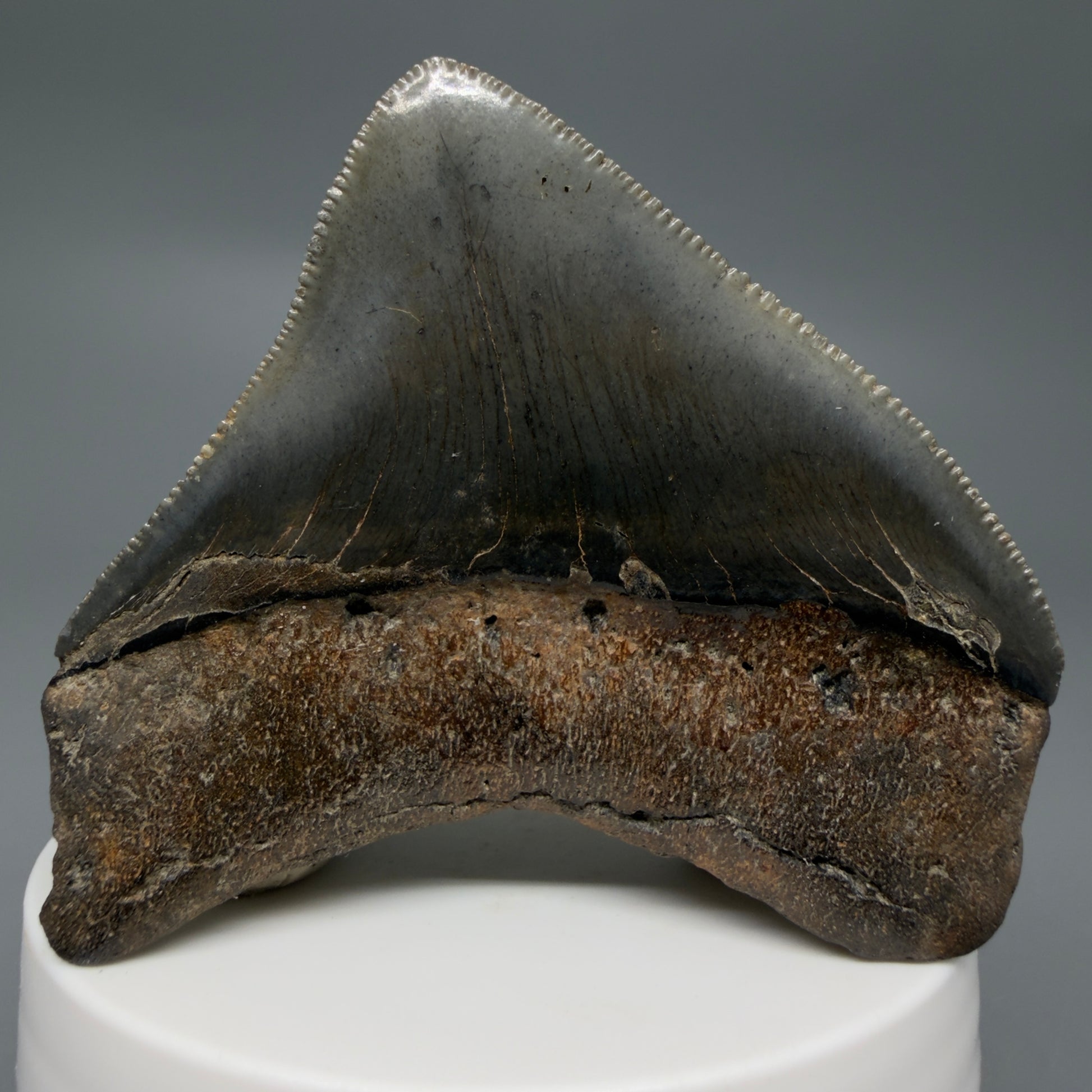 Back View HUGE posterior 2.55" Fossil Megalodon Tooth – South Carolina River Find | Authentic CM6223