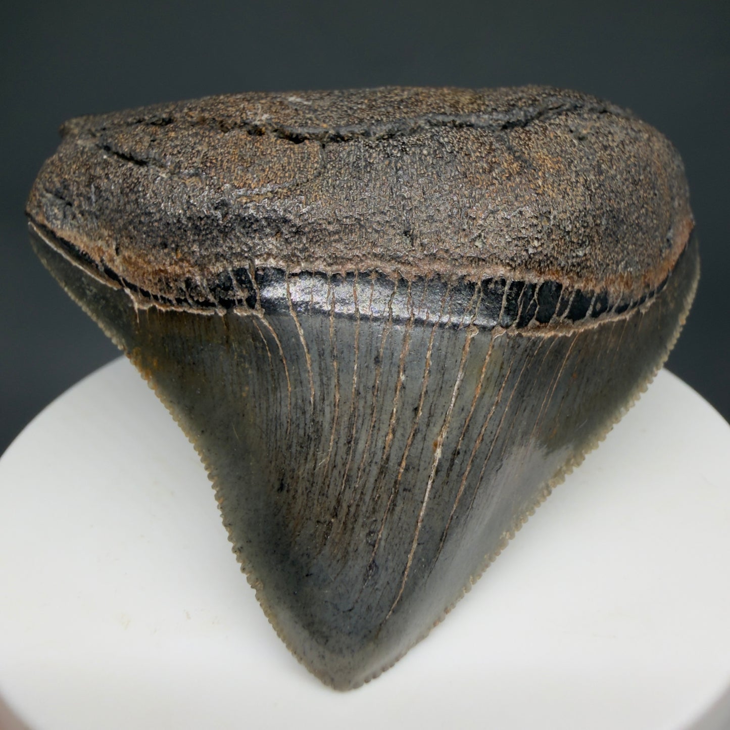 Front View HUGE posterior 2.55" Fossil Megalodon Tooth – South Carolina River Find | Authentic CM6223 - 