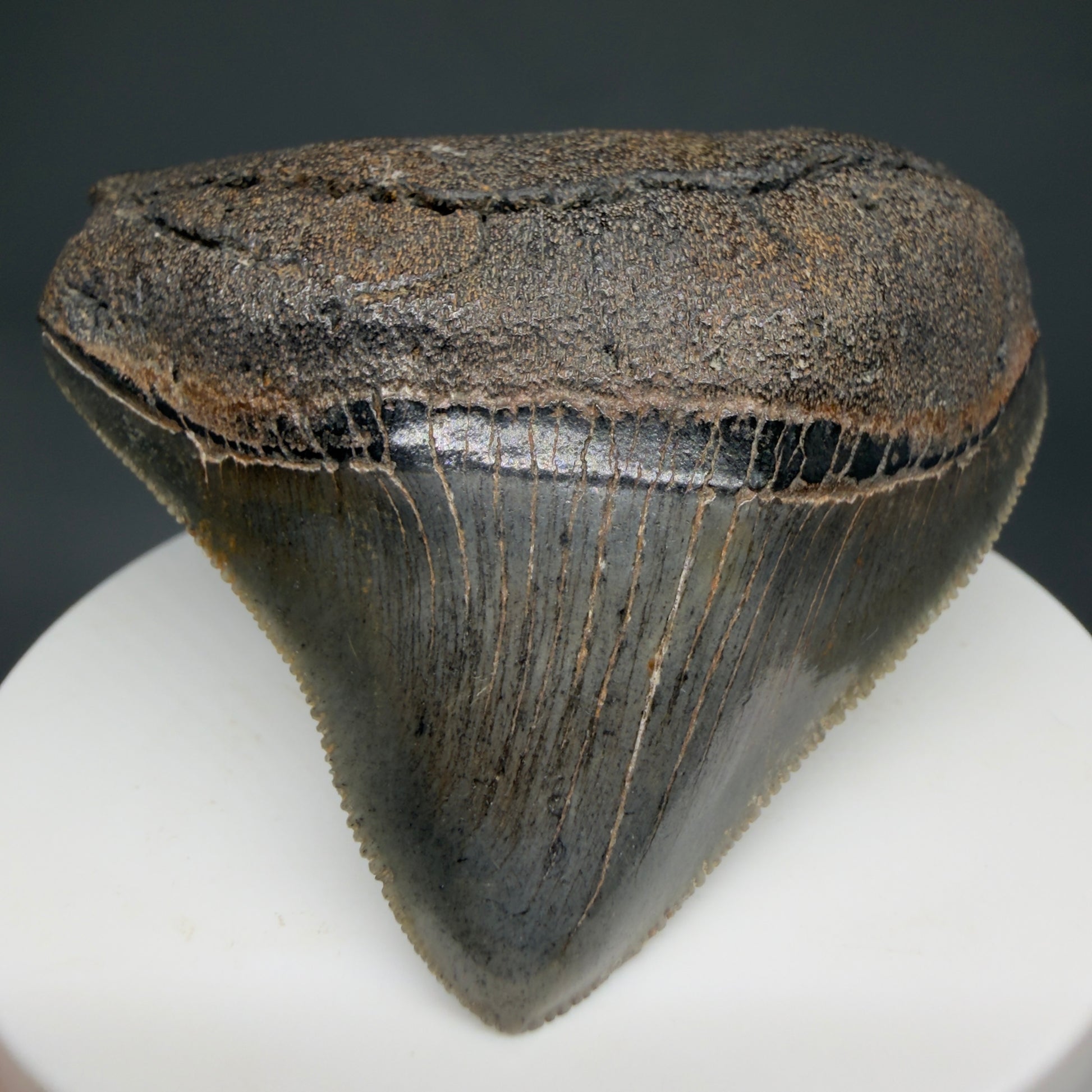 Front View HUGE posterior 2.55" Fossil Megalodon Tooth – South Carolina River Find | Authentic CM6223 - 