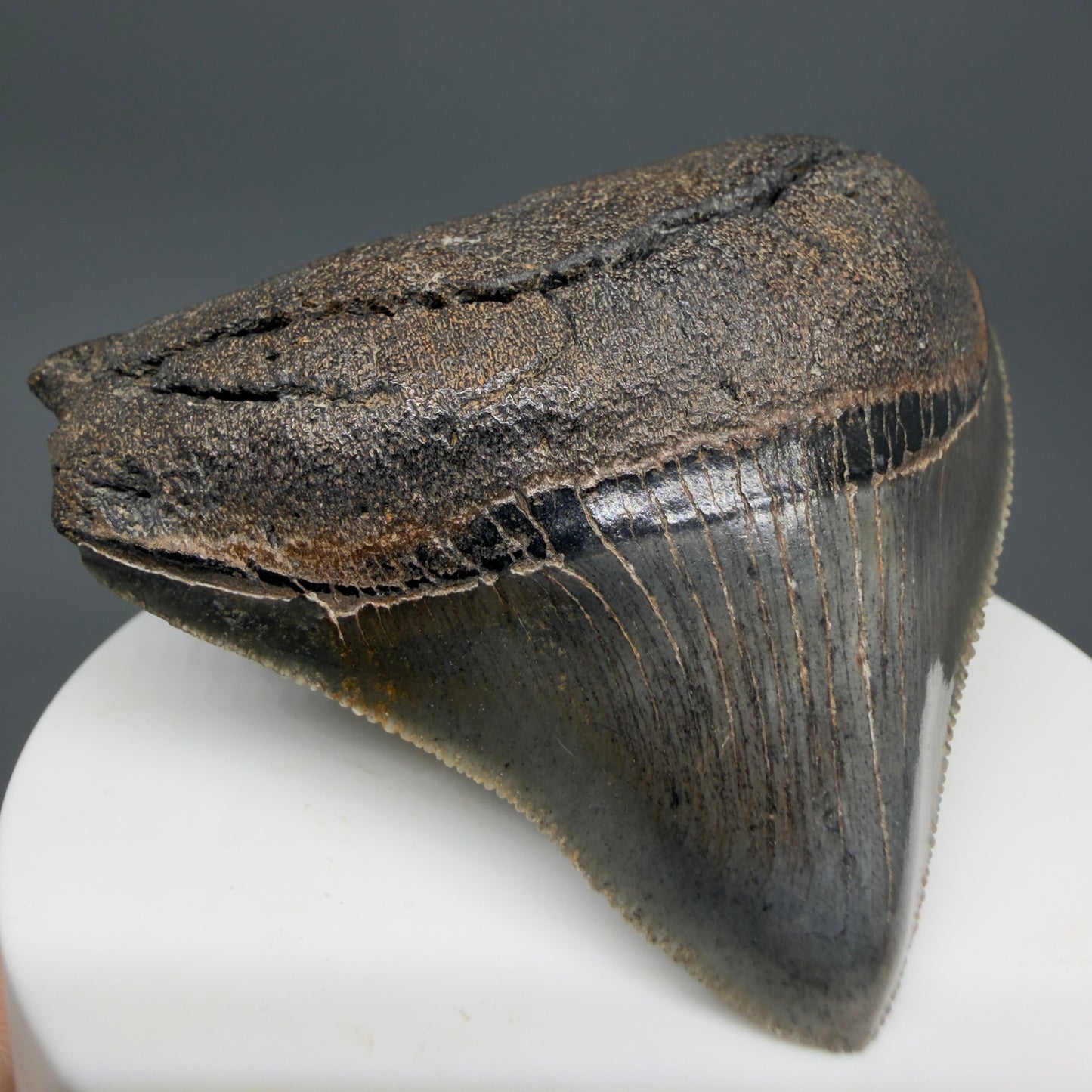 Front Left View HUGE posterior 2.55" Fossil Megalodon Tooth – South Carolina River Find | Authentic CM6223