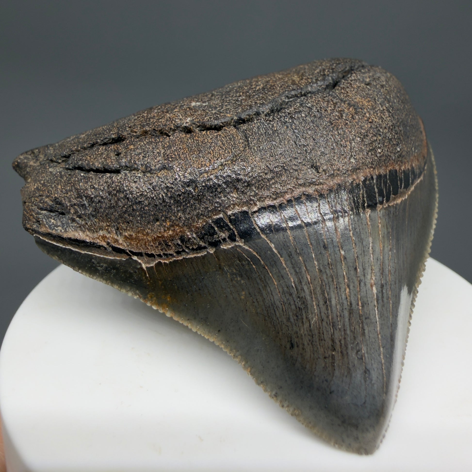 Front Left View HUGE posterior 2.55" Fossil Megalodon Tooth – South Carolina River Find | Authentic CM6223
