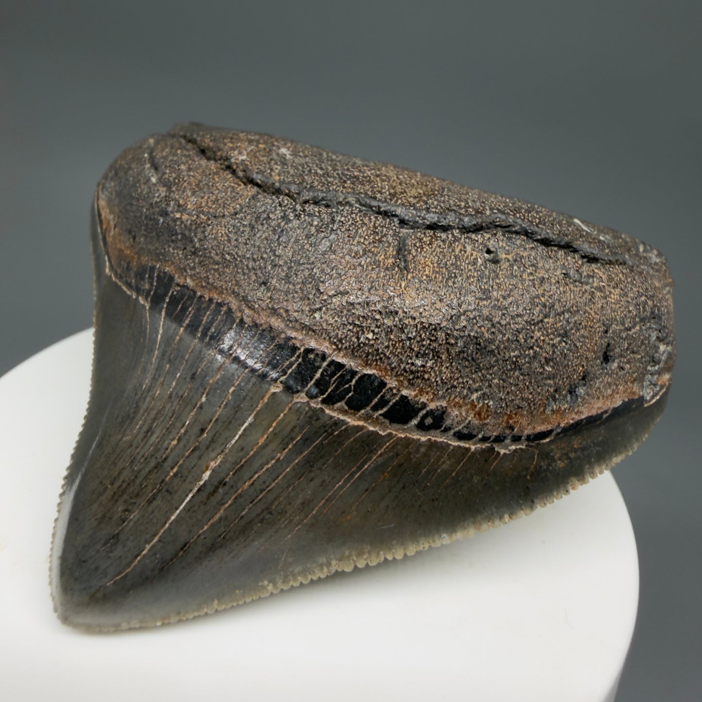 Front Right View HUGE posterior 2.55" Fossil Megalodon Tooth – South Carolina River Find | Authentic CM6223