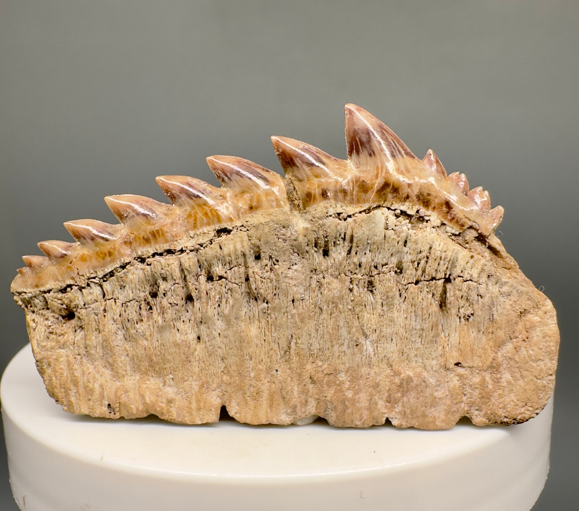 Beautiful 2.07" wide Fossil Notidanodon loozi - Extinct Cow Shark tooth from Morocco R598 - Back