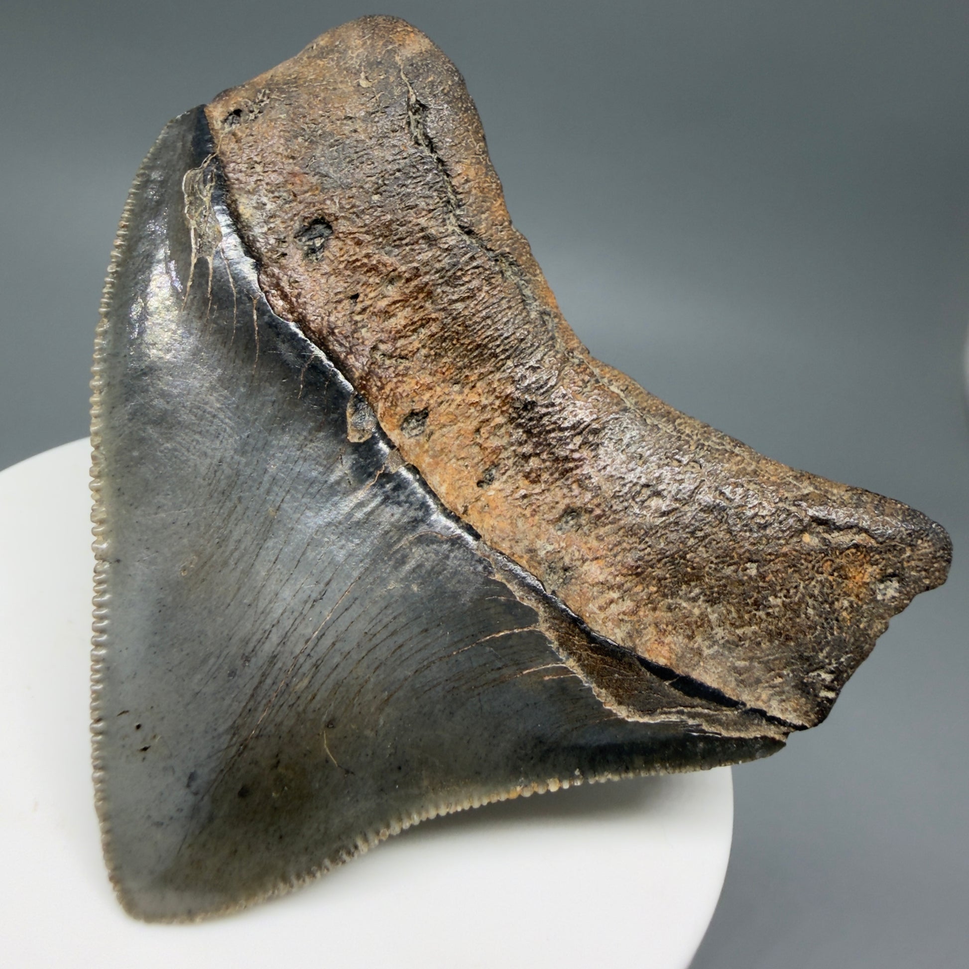 Back Right View HUGE posterior 2.55" Fossil Megalodon Tooth – South Carolina River Find | Authentic CM6223