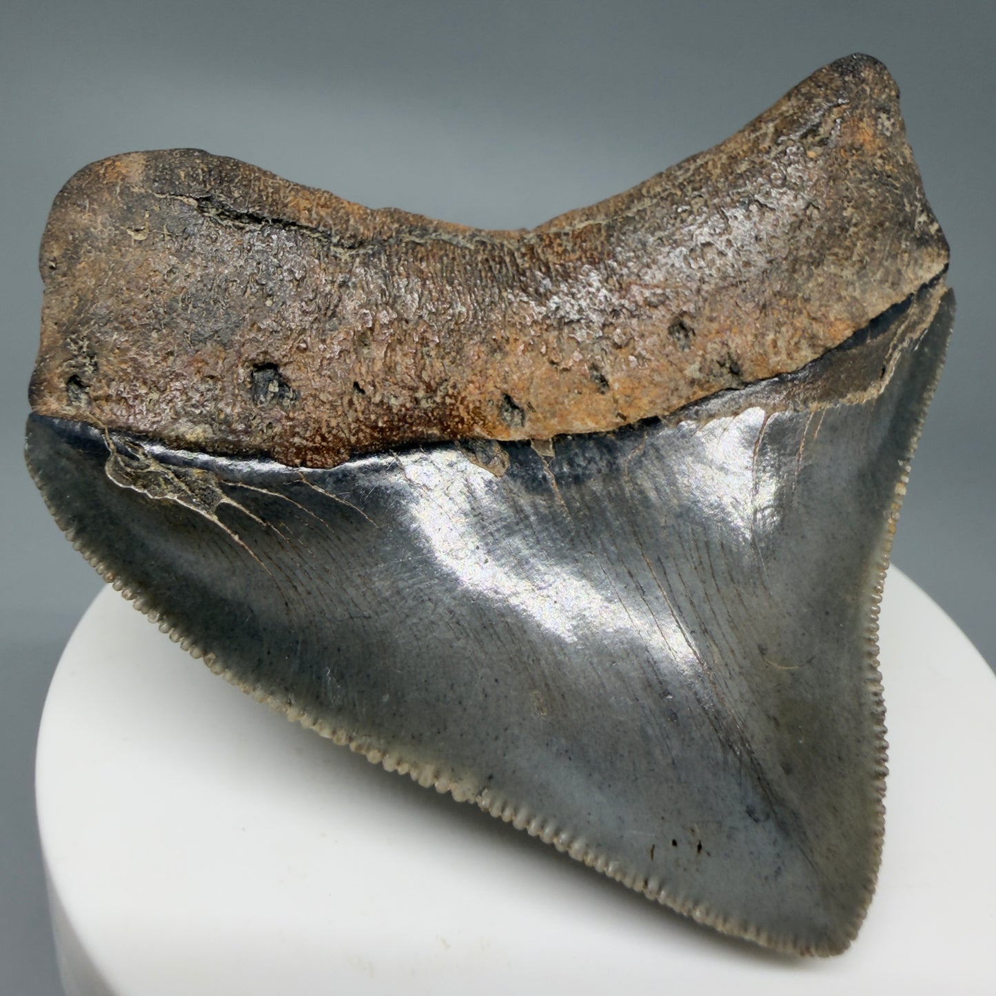 Back Left View HUGE posterior 2.55" Fossil Megalodon Tooth – South Carolina River Find | Authentic CM6223