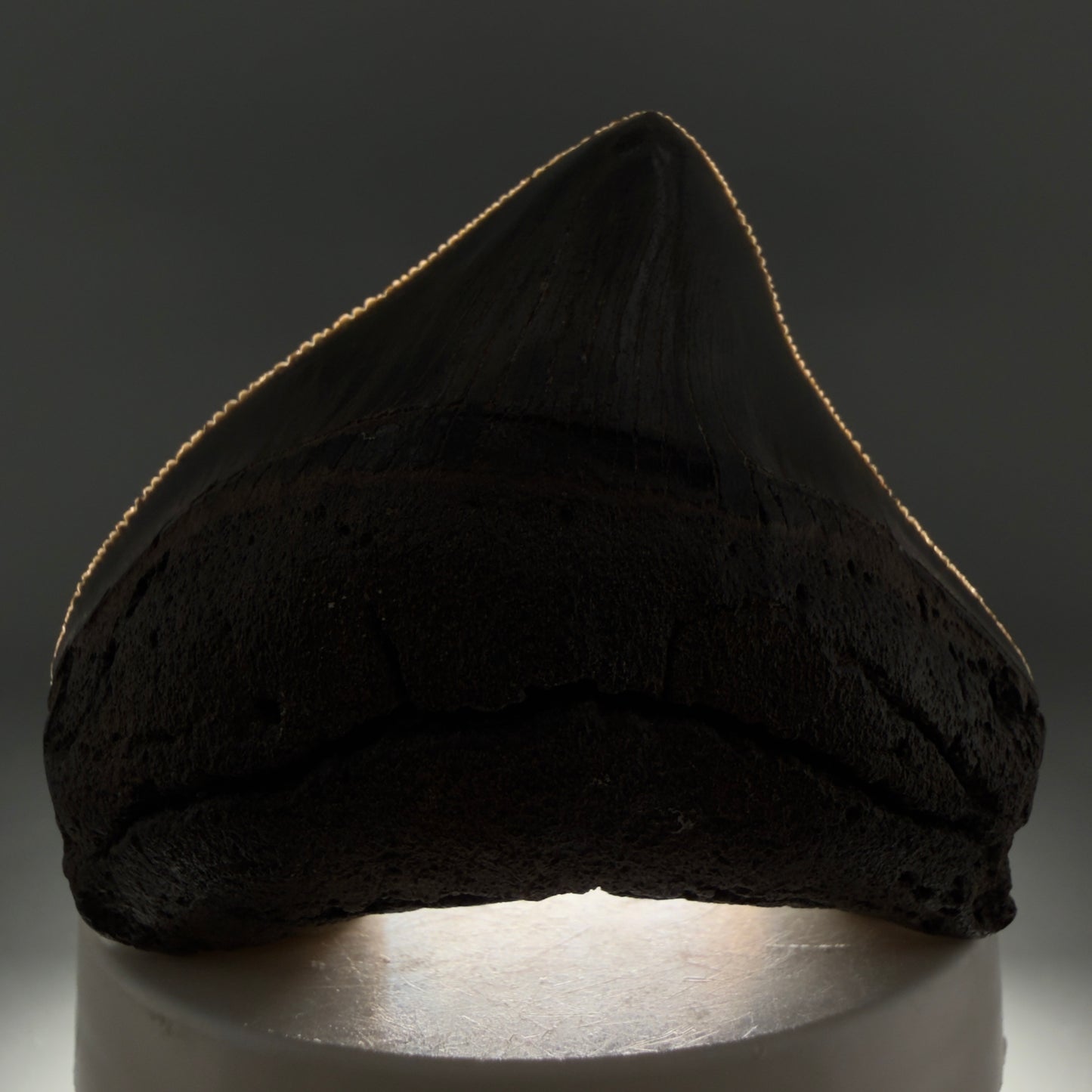 Front View HUGE posterior 2.55" Fossil Megalodon Tooth – South Carolina River Find | Authentic CM6223 - 1
