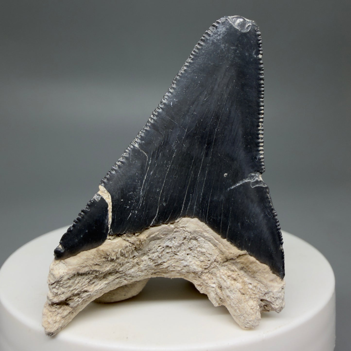 Back View Affordable 2.08" Fossil Megalodon Shark Tooth - Bone Valley, Florida CM6201