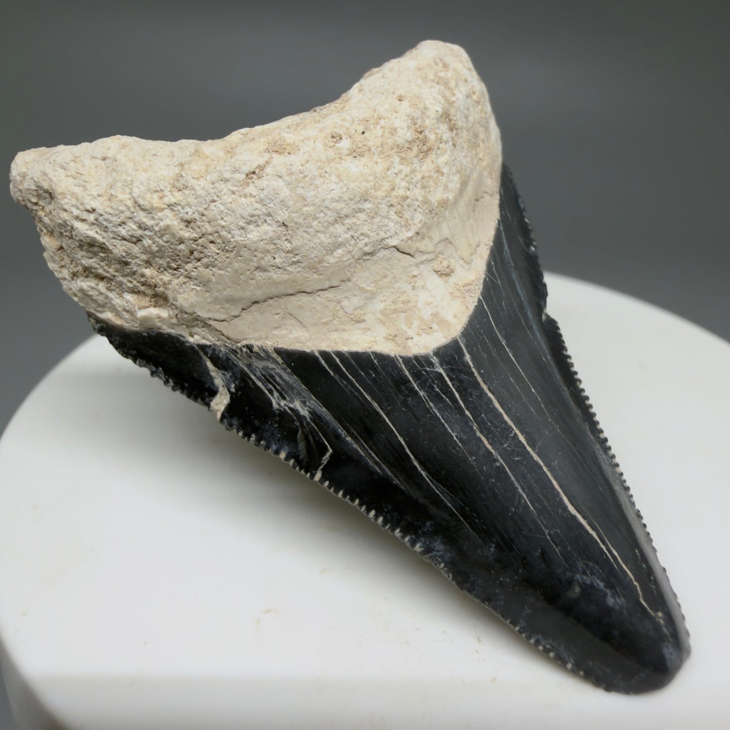 Front Left View Affordable 2.08" Fossil Megalodon Shark Tooth - Bone Valley, Florida CM6201