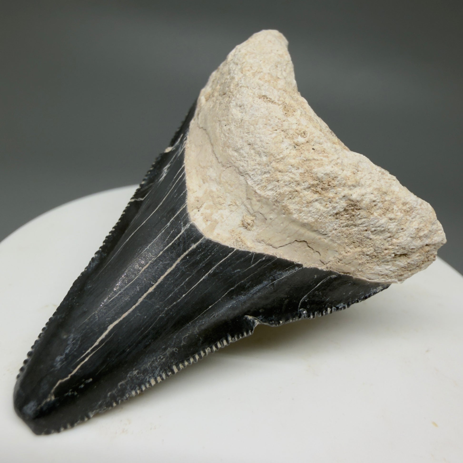 Front Right View Affordable 2.08" Fossil Megalodon Shark Tooth - Bone Valley, Florida CM6201